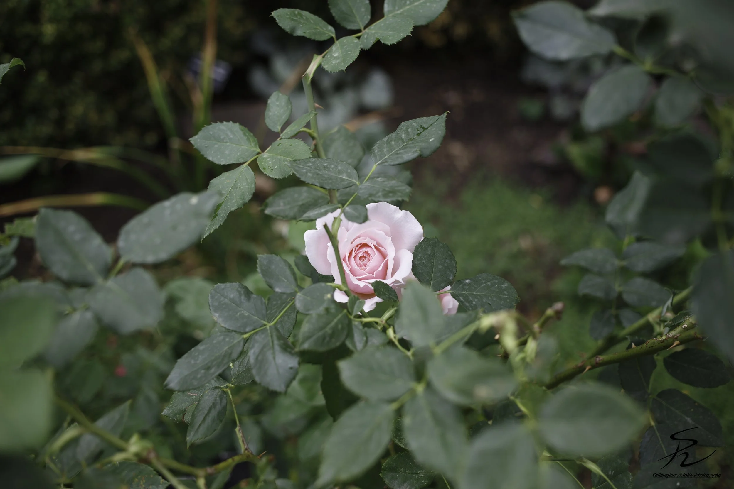 Pink Rose