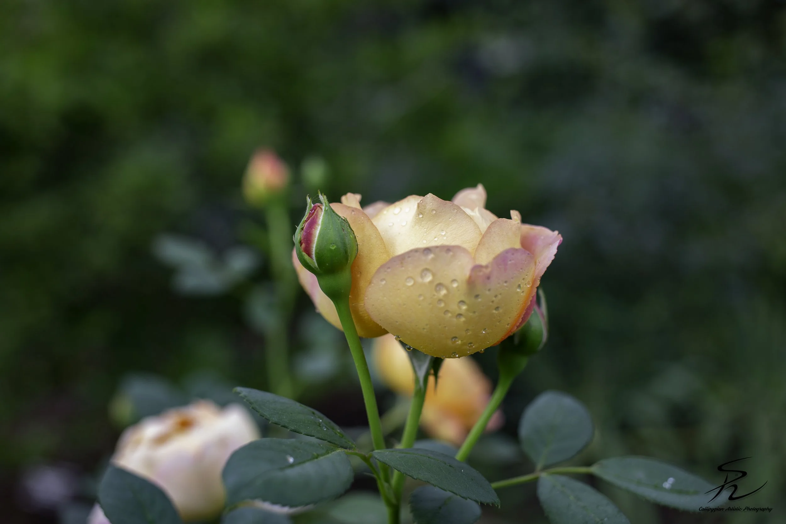 Yellow Rose