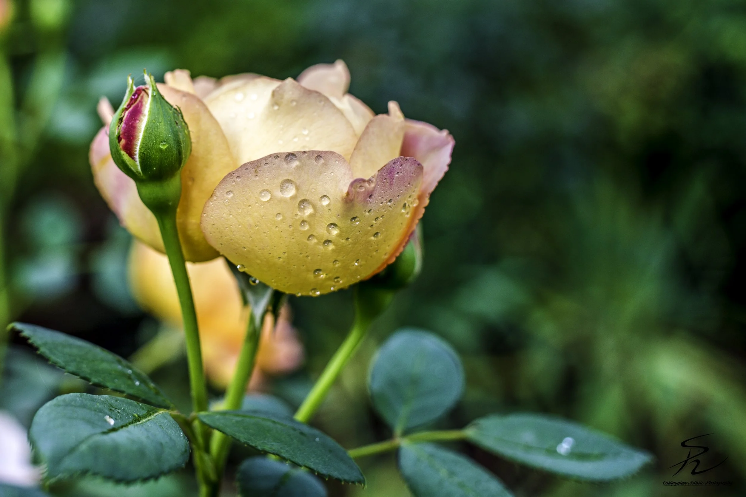 Yellow Rose