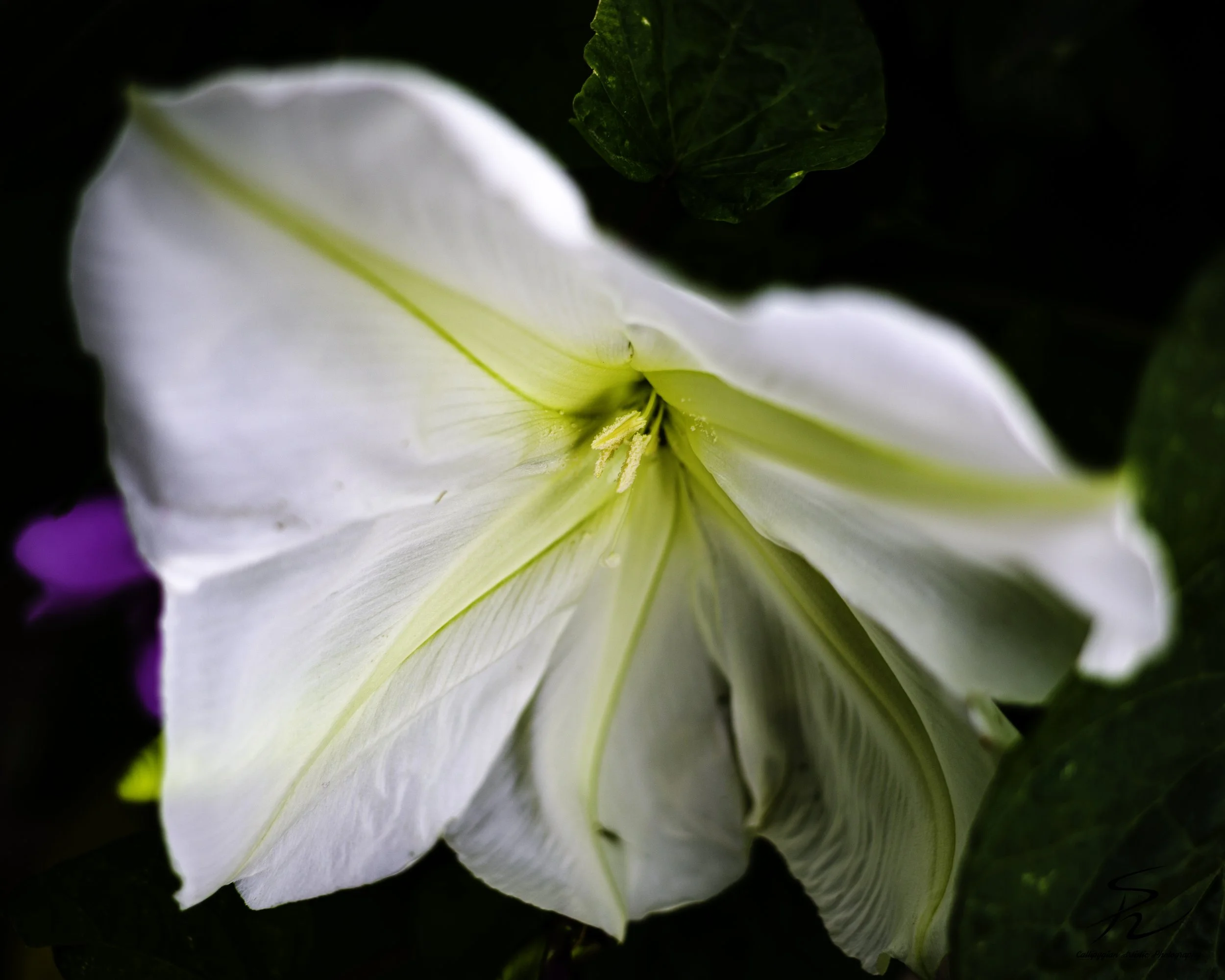 Tropical Morning Glory