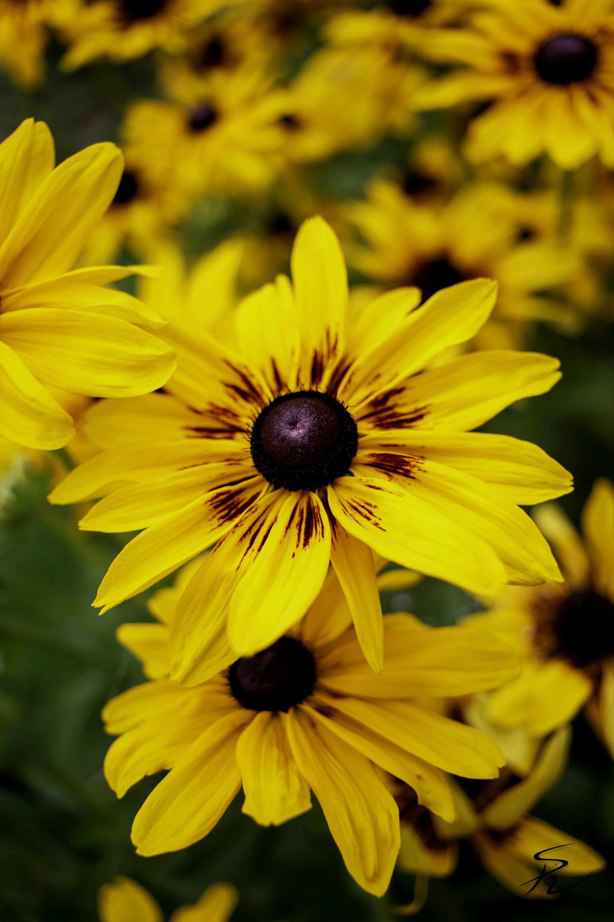 Black Eyed Susan