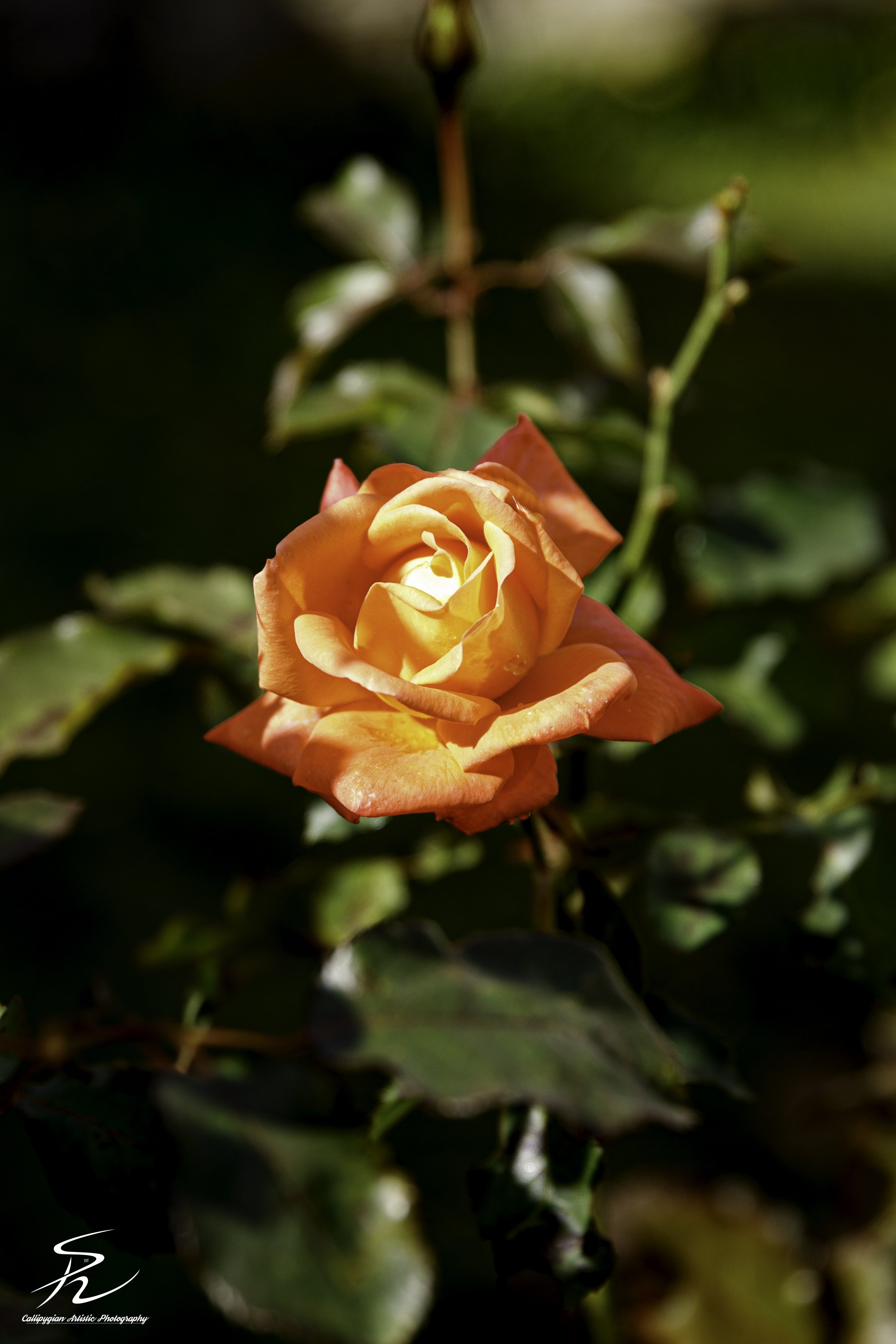 Orange Rose