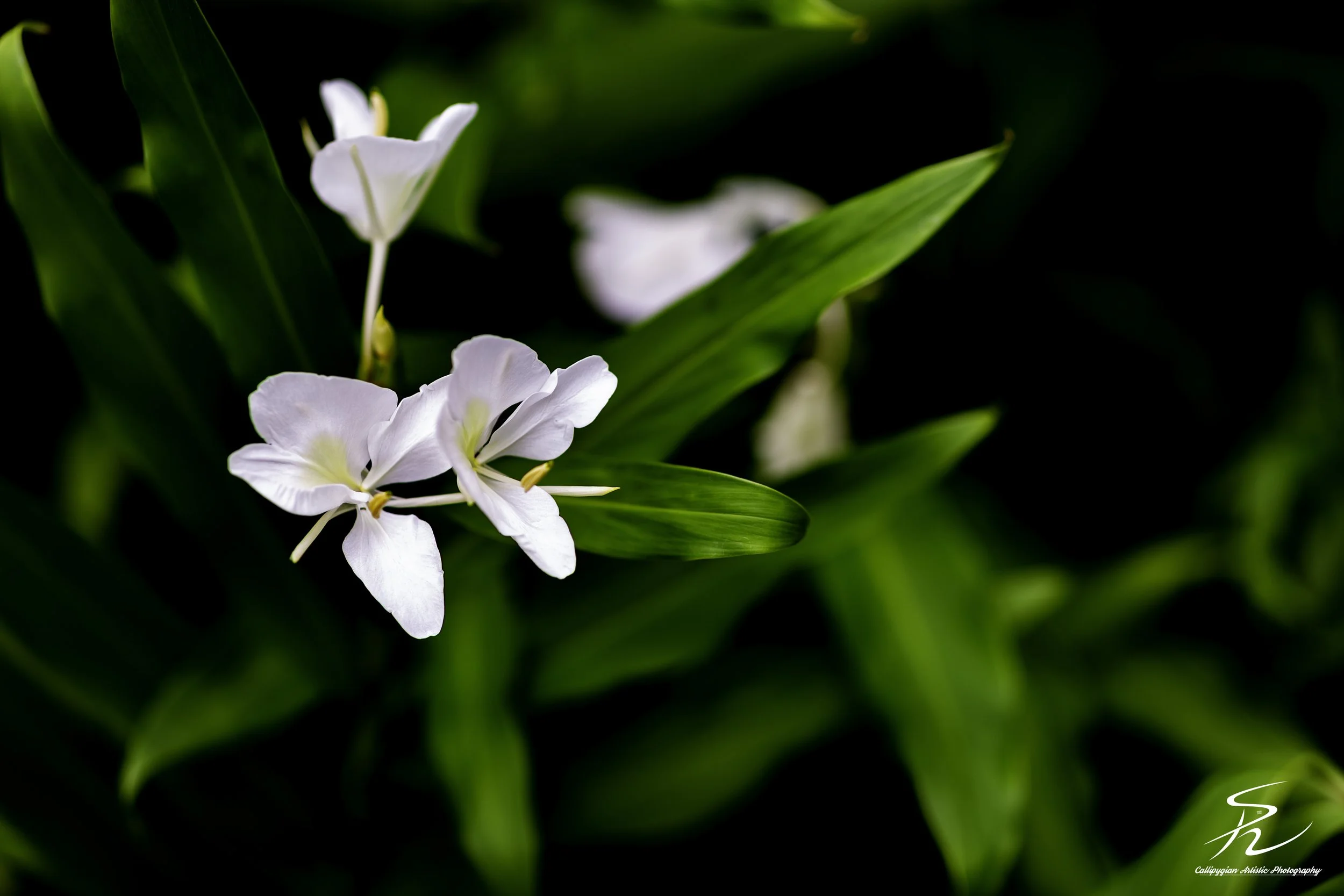 White Ginger Lily