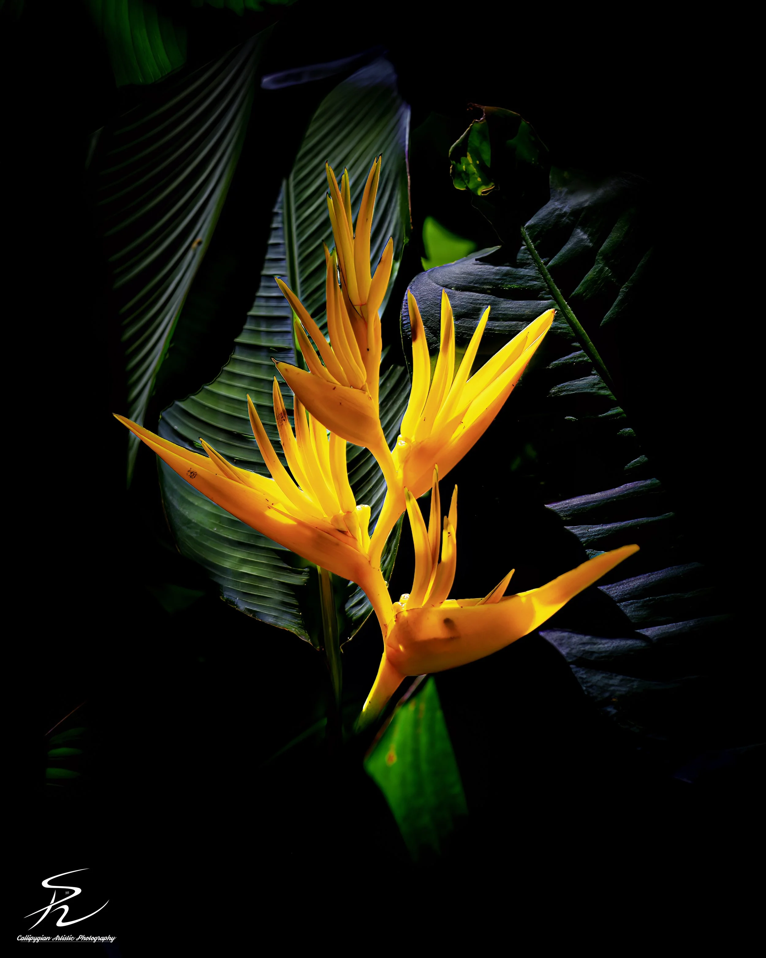Bird of Paradise or Crane Flower