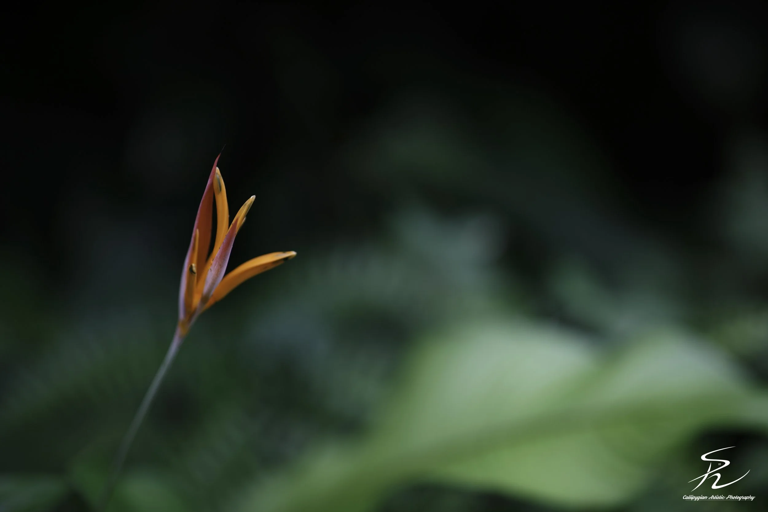 Parrot Heliconia or False Bird of Paradise