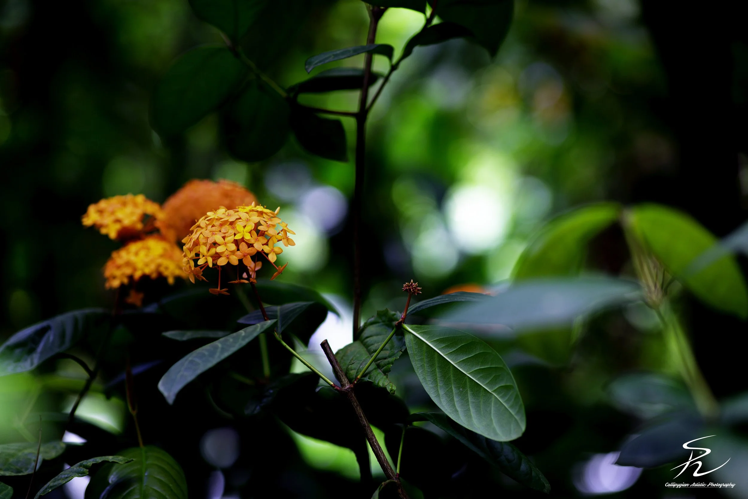 Chinese Ixora