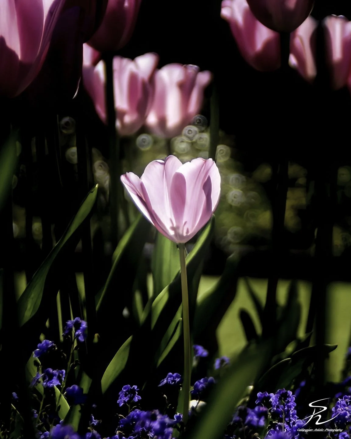 Pink Tulip