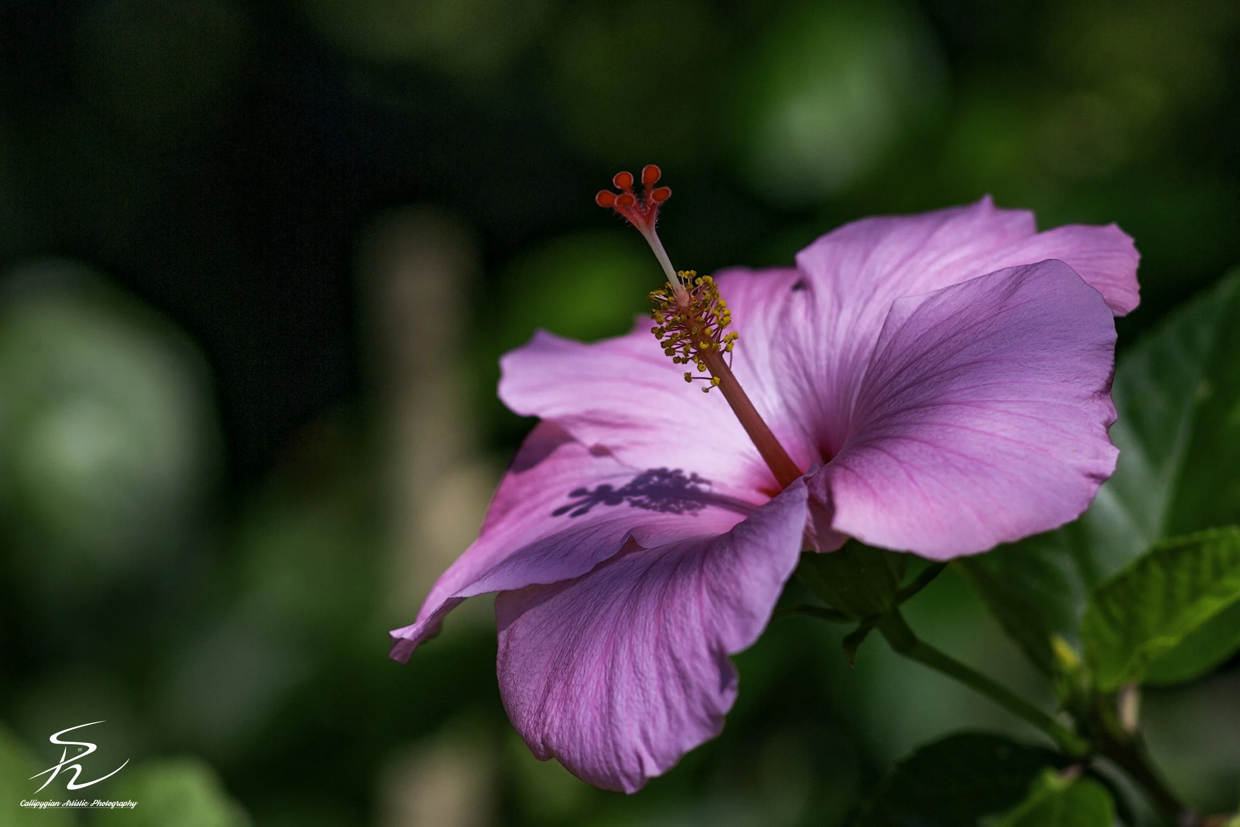 Hibiscus