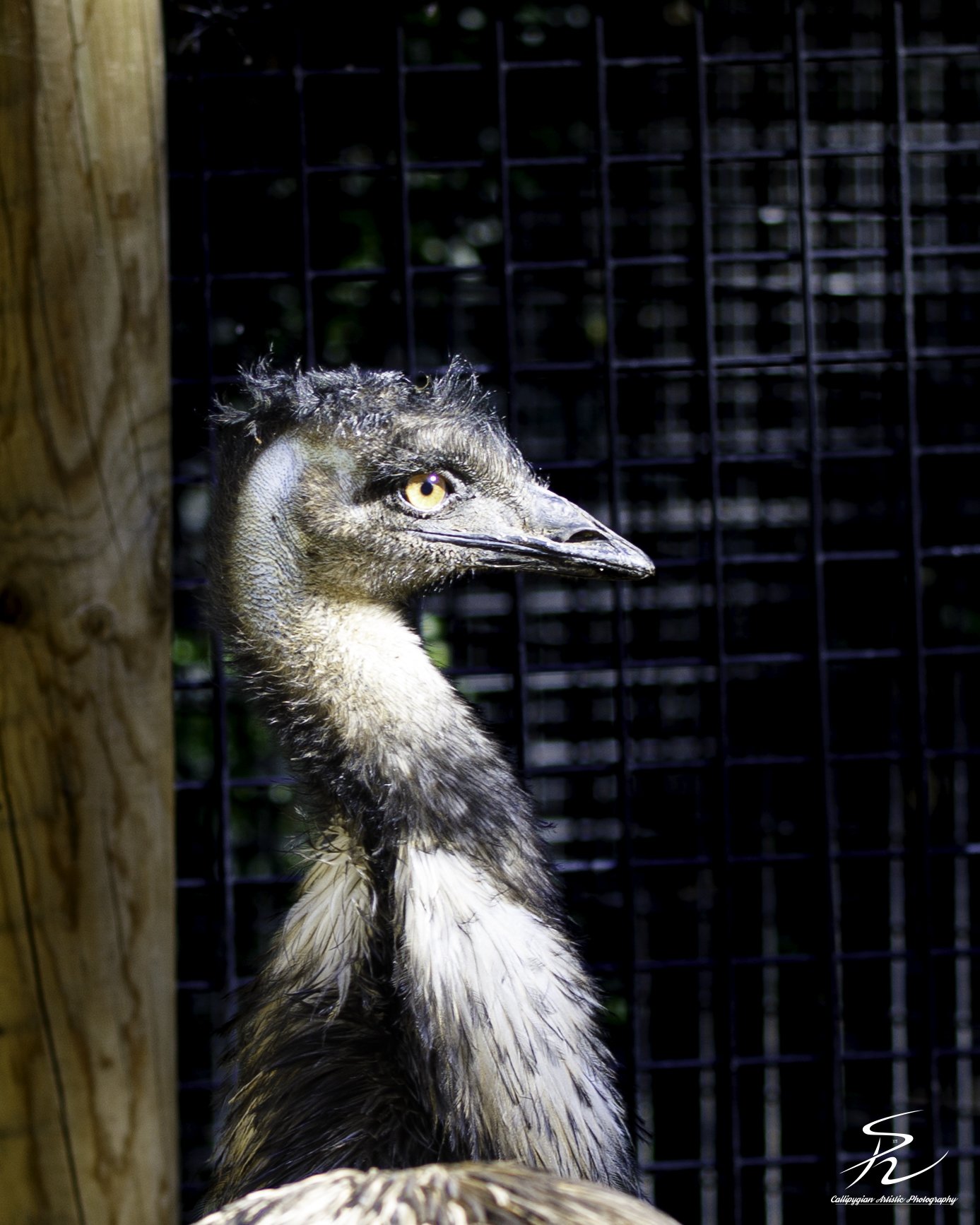 2023-01-24 Lagos Zoo  - 007.jpg