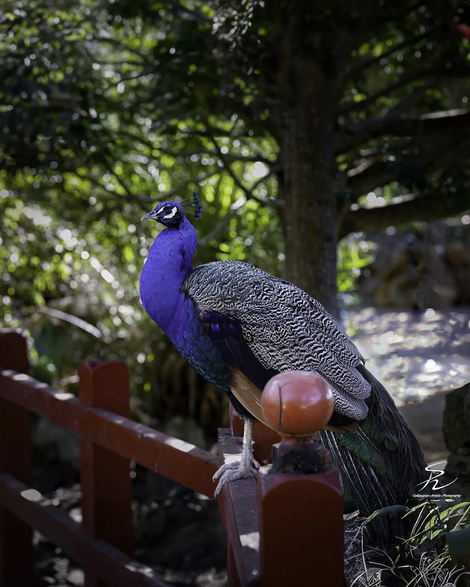 2023-01-24 Lagos Zoo  - 020.jpg