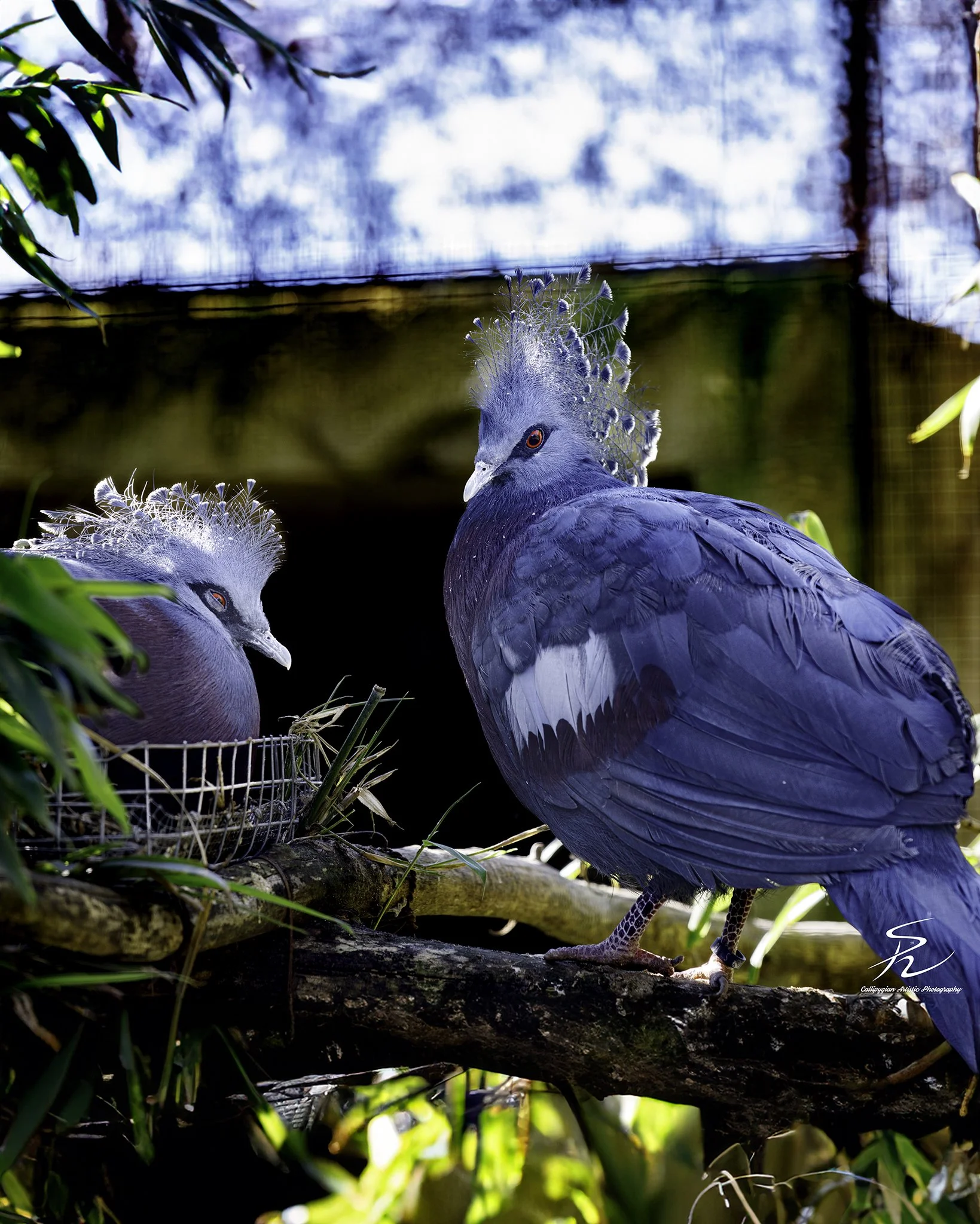 2023-01-24 Lagos Zoo  - 040.jpg