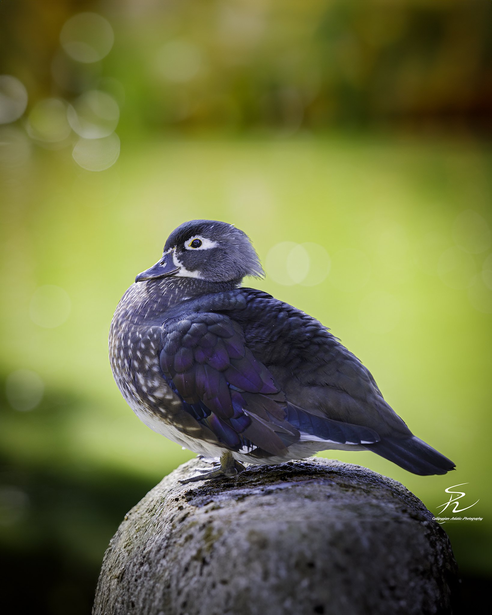 2023-01-24 Lagos Zoo  - 089-Edit.jpg