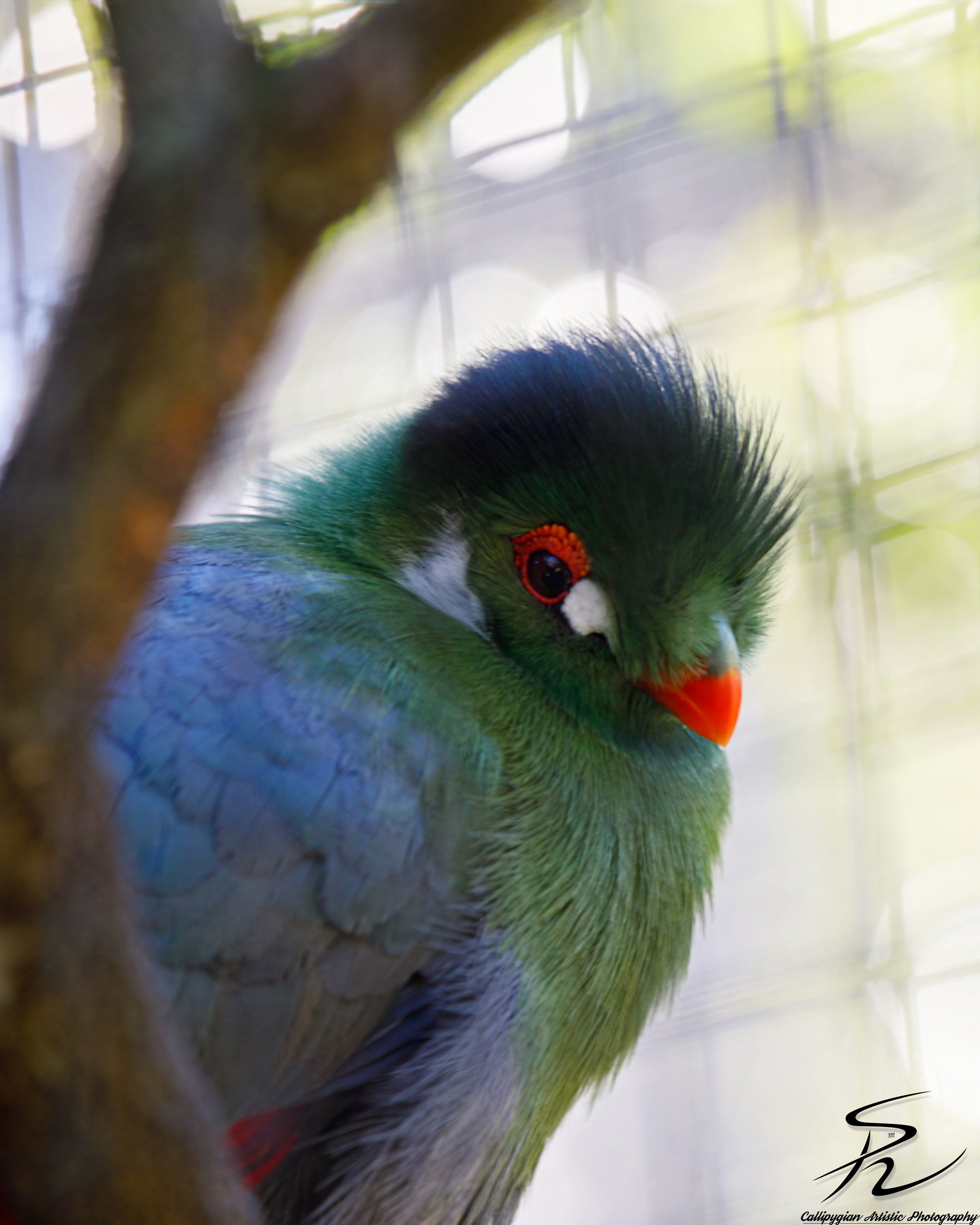 2023-01-24 Lagos Zoo  - 131.jpg