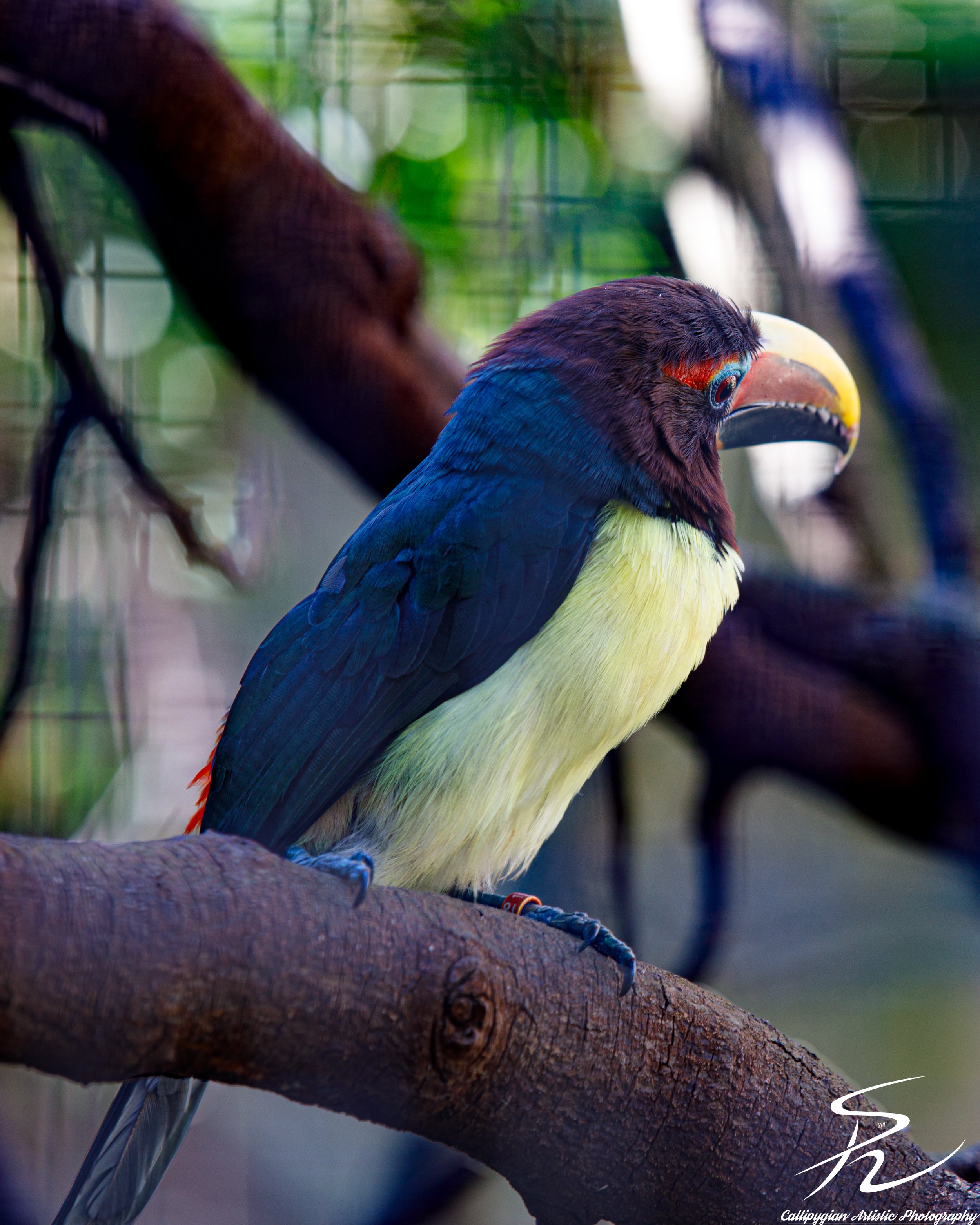 2023-01-24 Lagos Zoo  - 122.jpg