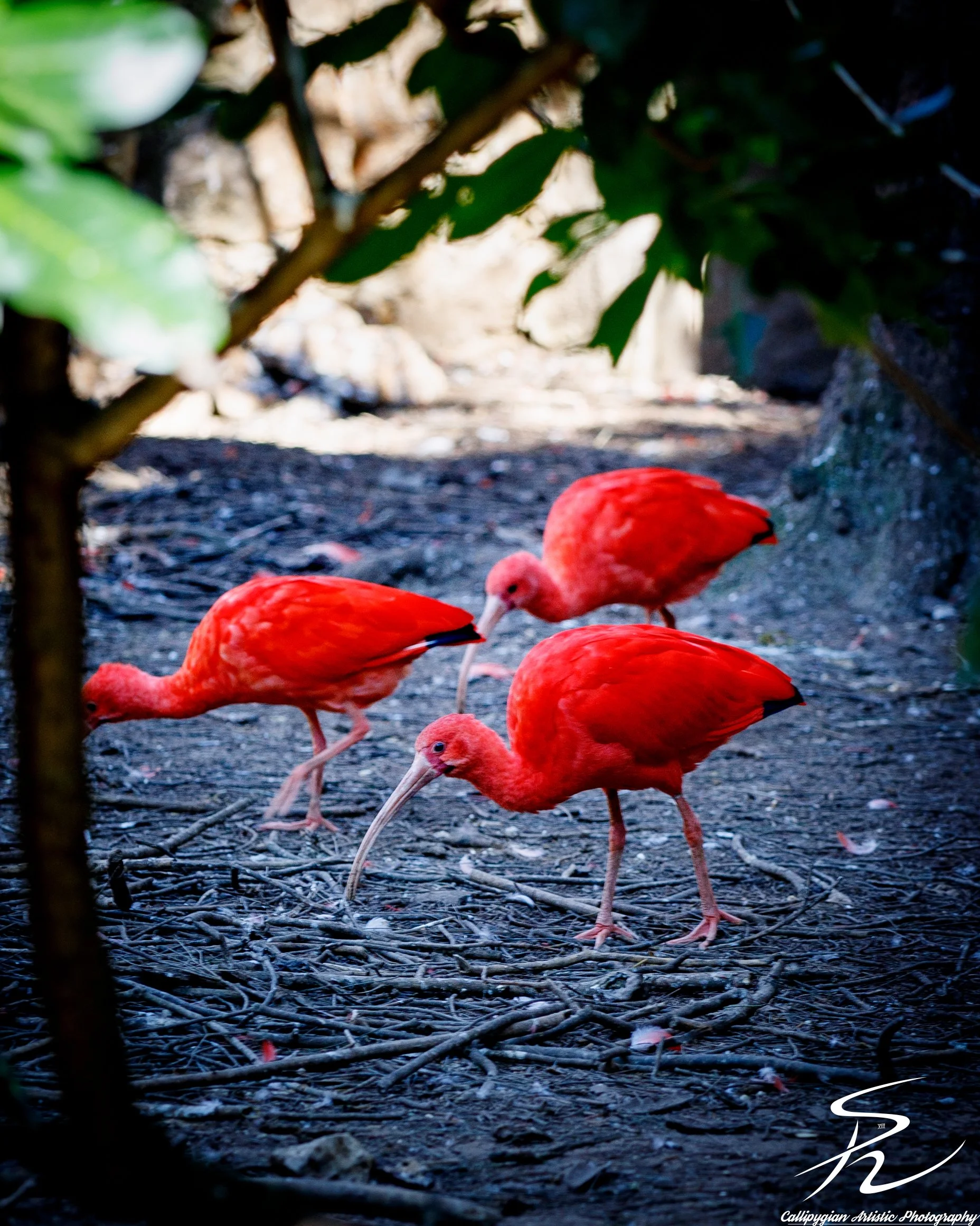 2023-01-24 Lagos Zoo  - 160.jpg