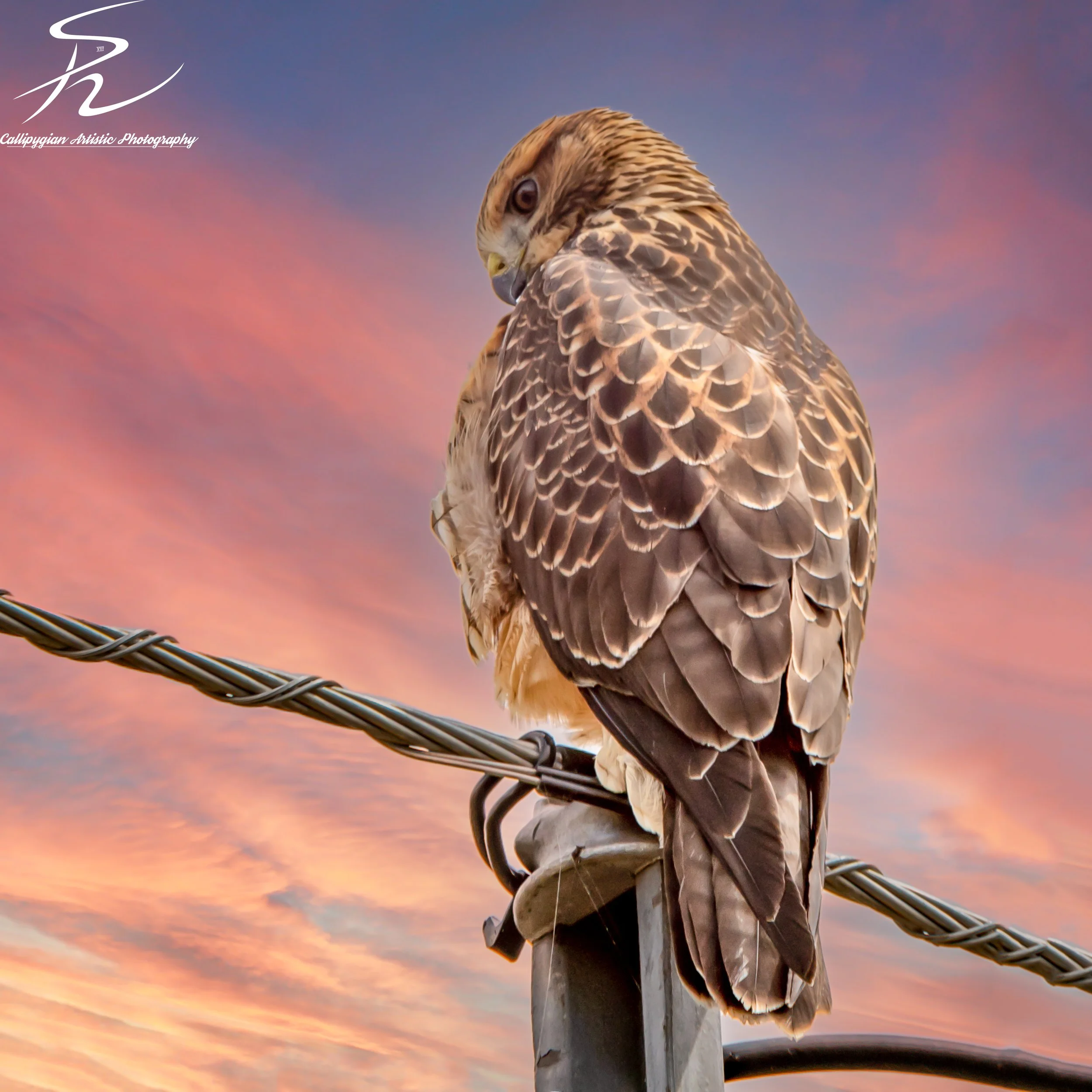 Bird of Prey 2  - 001-Enhanced-Edit.jpg