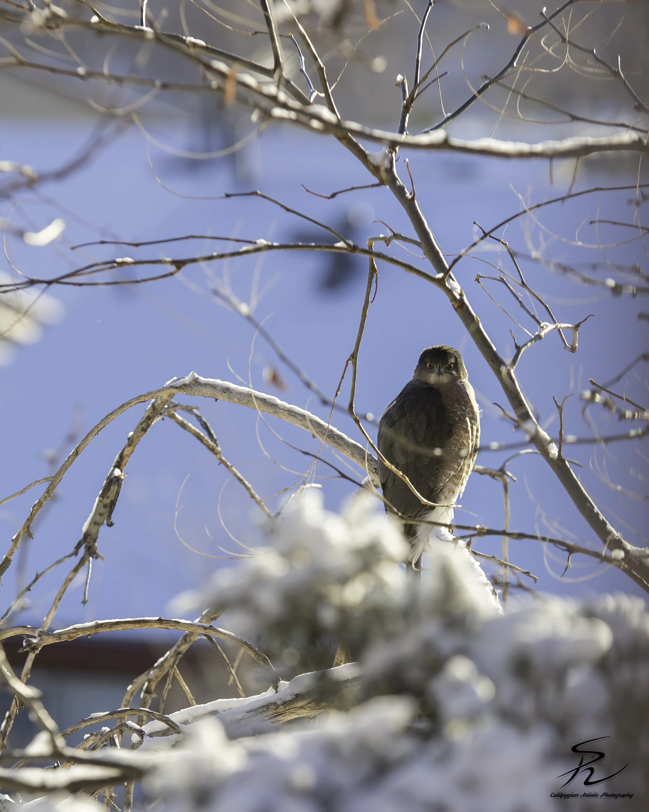 Hawk Bkyd  December 24, 2017  0002-Edit-Edit.jpg