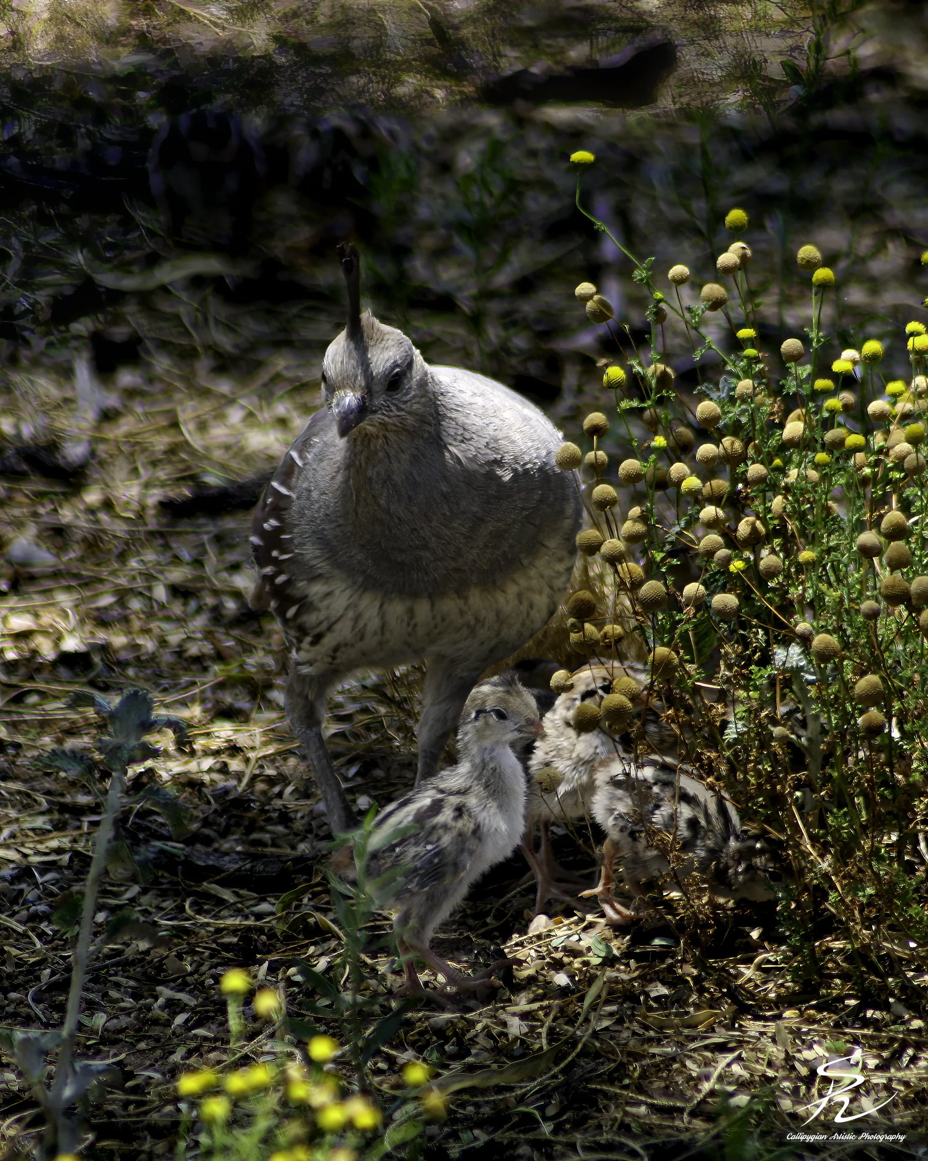 Last WST  June 28, 2009  0078-Edit-Edit.jpg