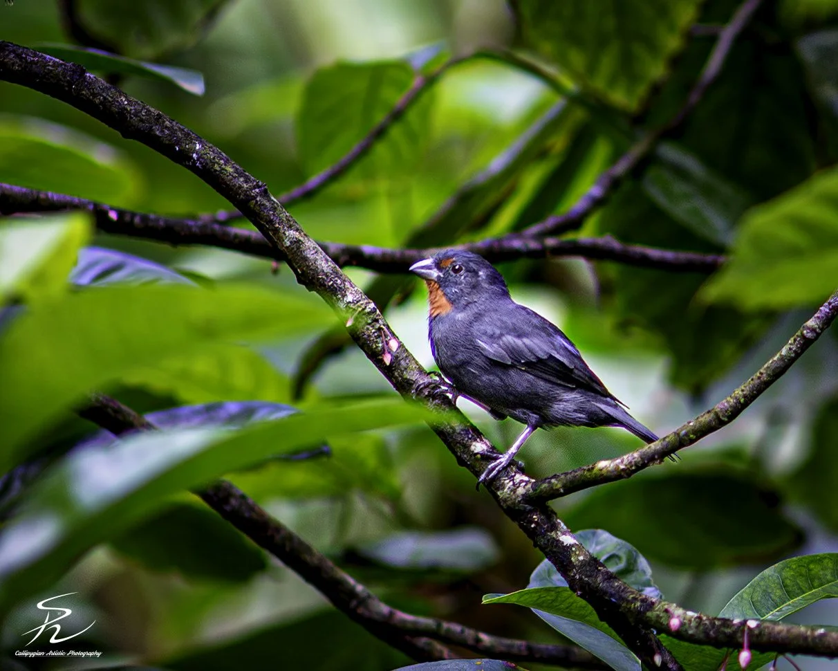 StLuc Bot Gard  2018  046-Edit.jpg