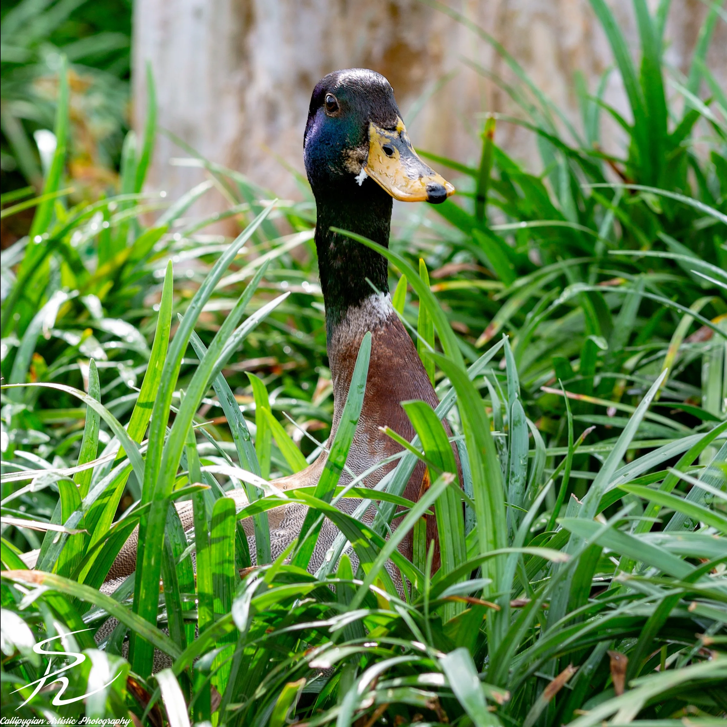 WDW Epcot 2019  - 397.jpg