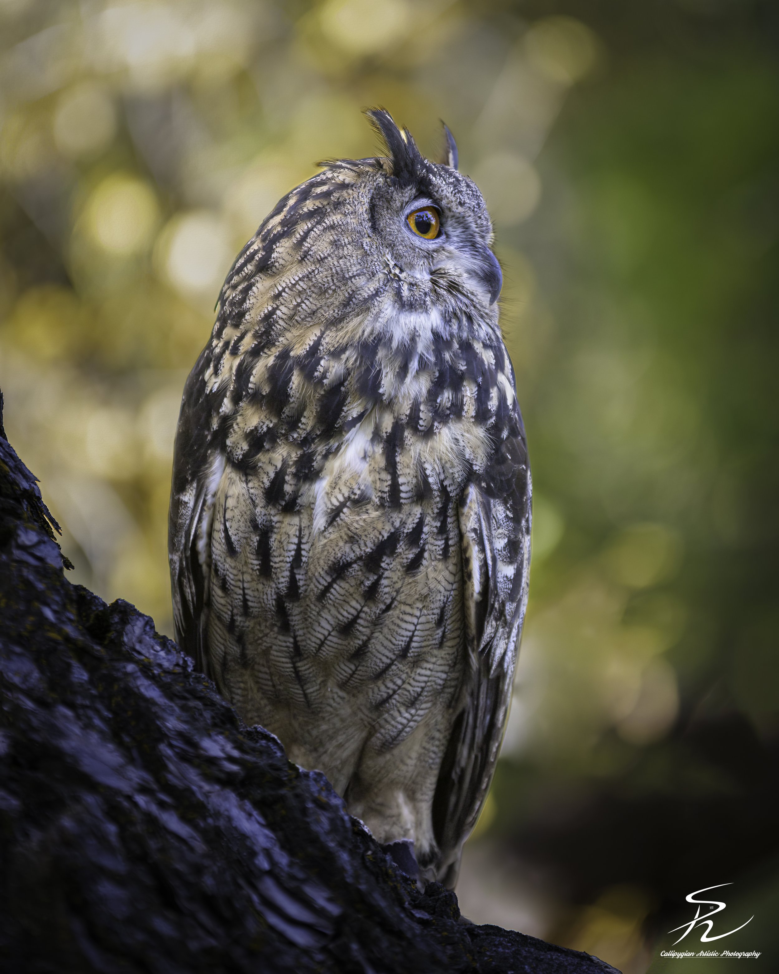 Wild Bird Class Oct 2017-59-Edit-Edit.jpg