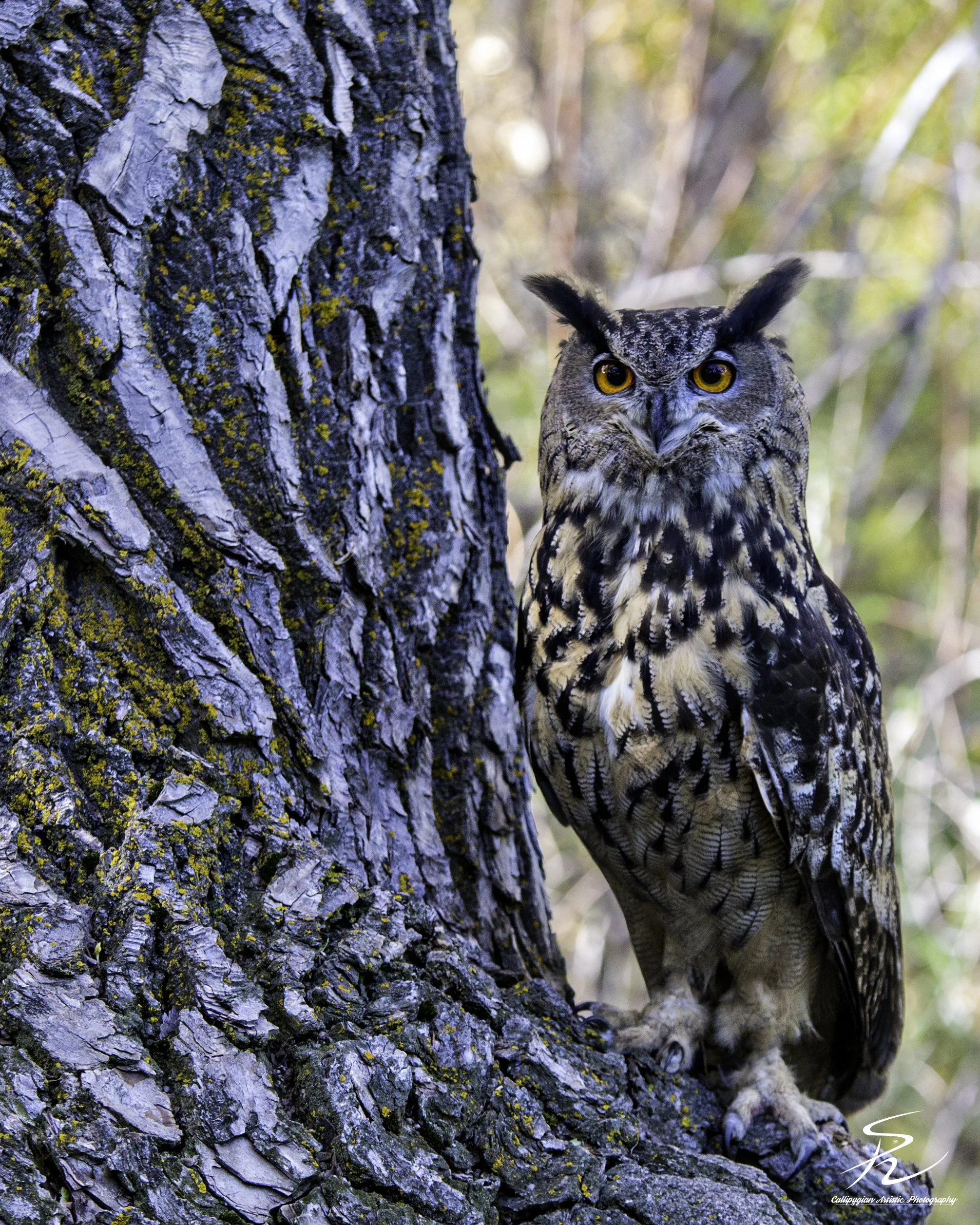 Wild Bird Class Oct 2017-110.jpg