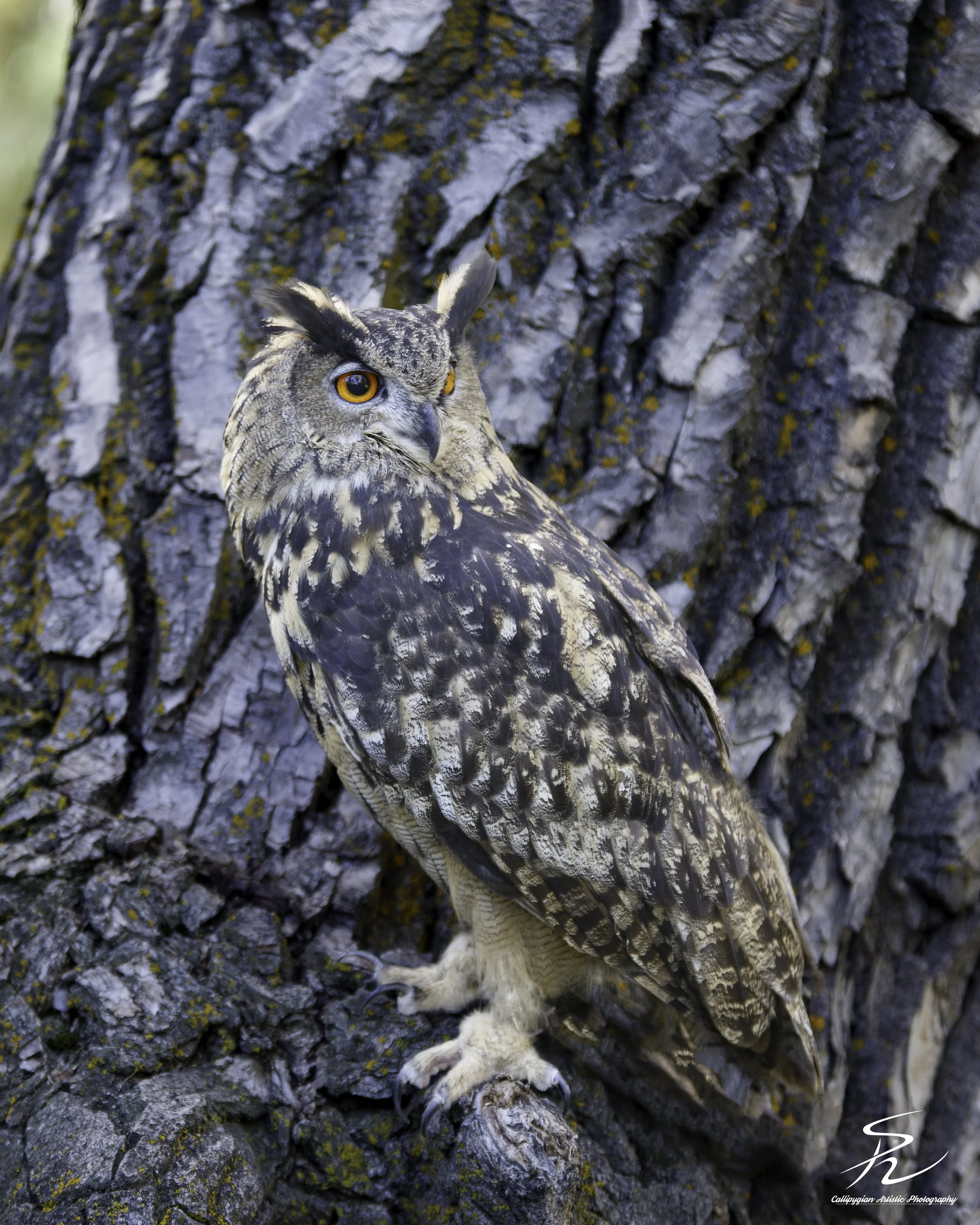 Wild Bird Class Oct 2017-208-Edit.jpg