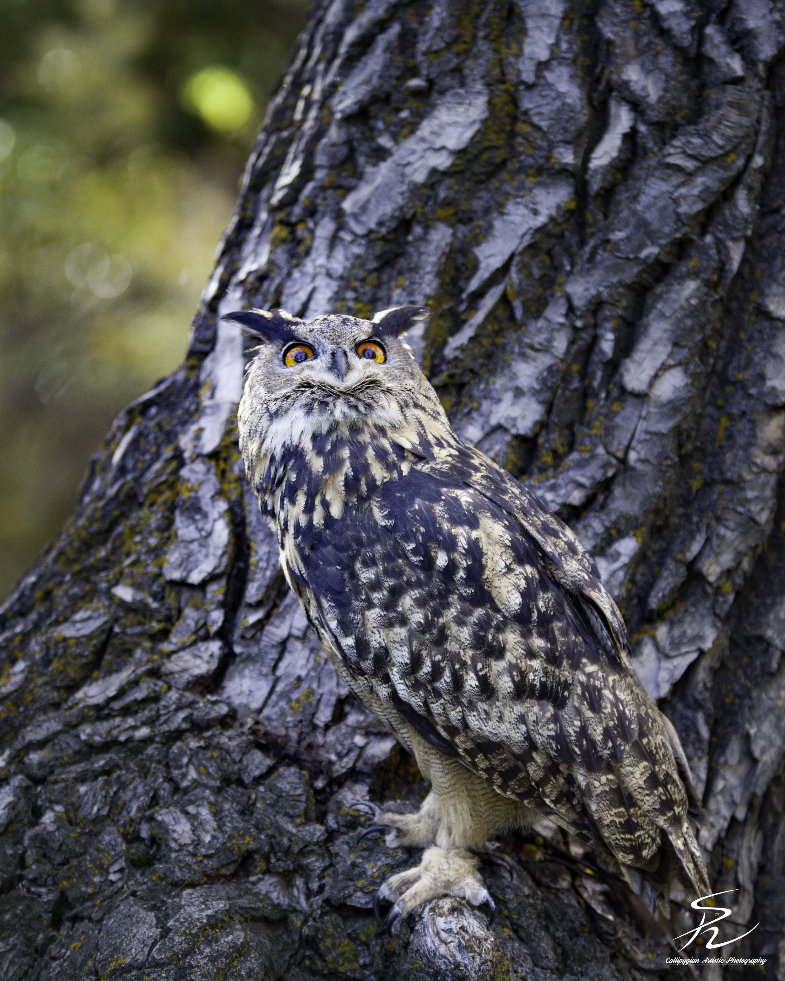 Wild Bird Class Oct 2017-240-Edit.jpg