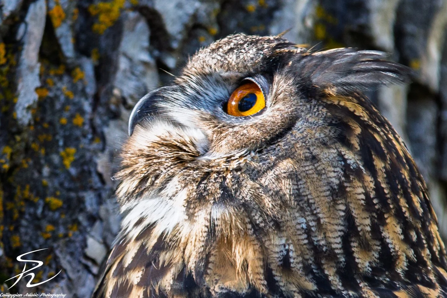 Wild Bird Class Oct 2017-452.jpg