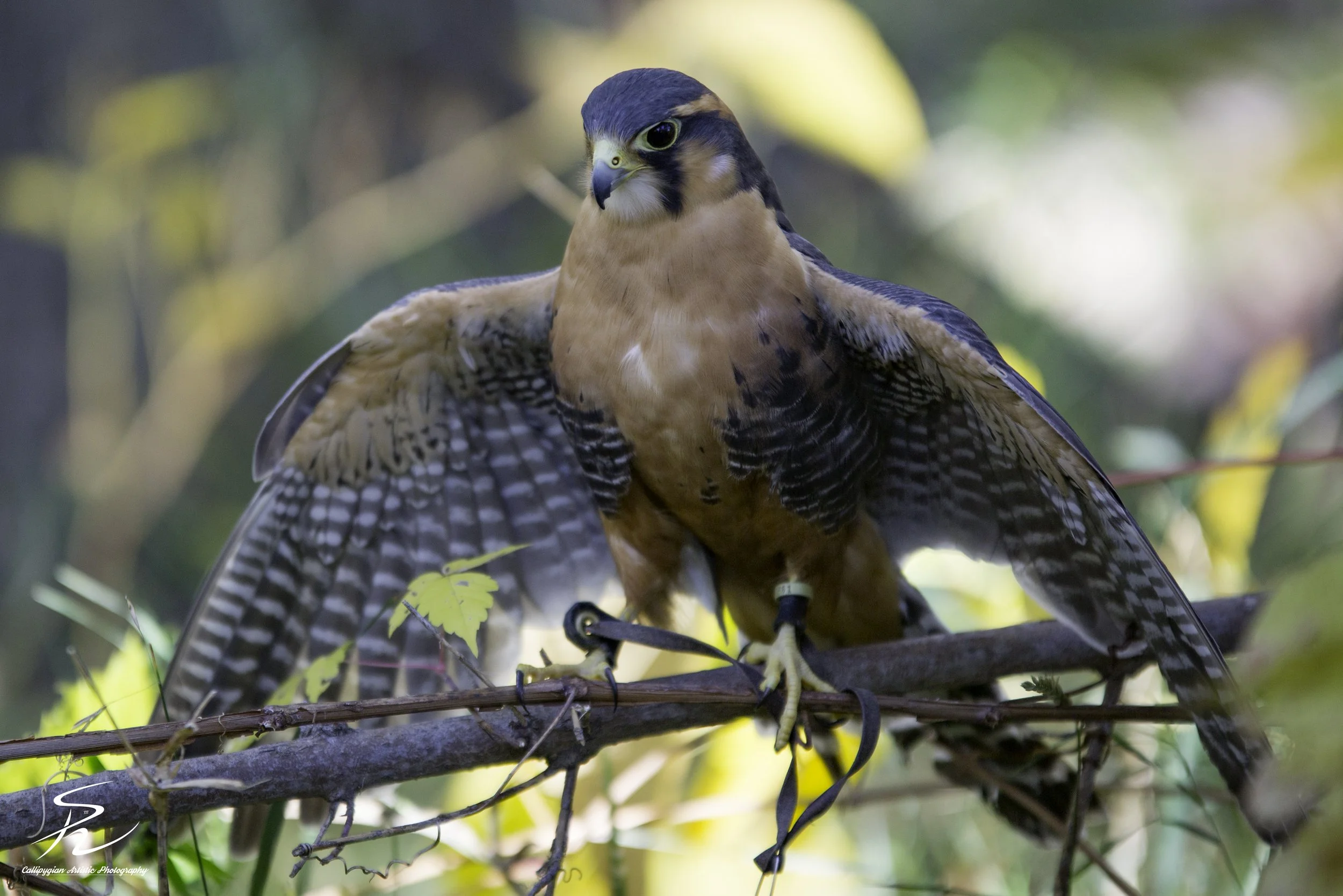 Wild Bird Class Oct 2017-576.jpg