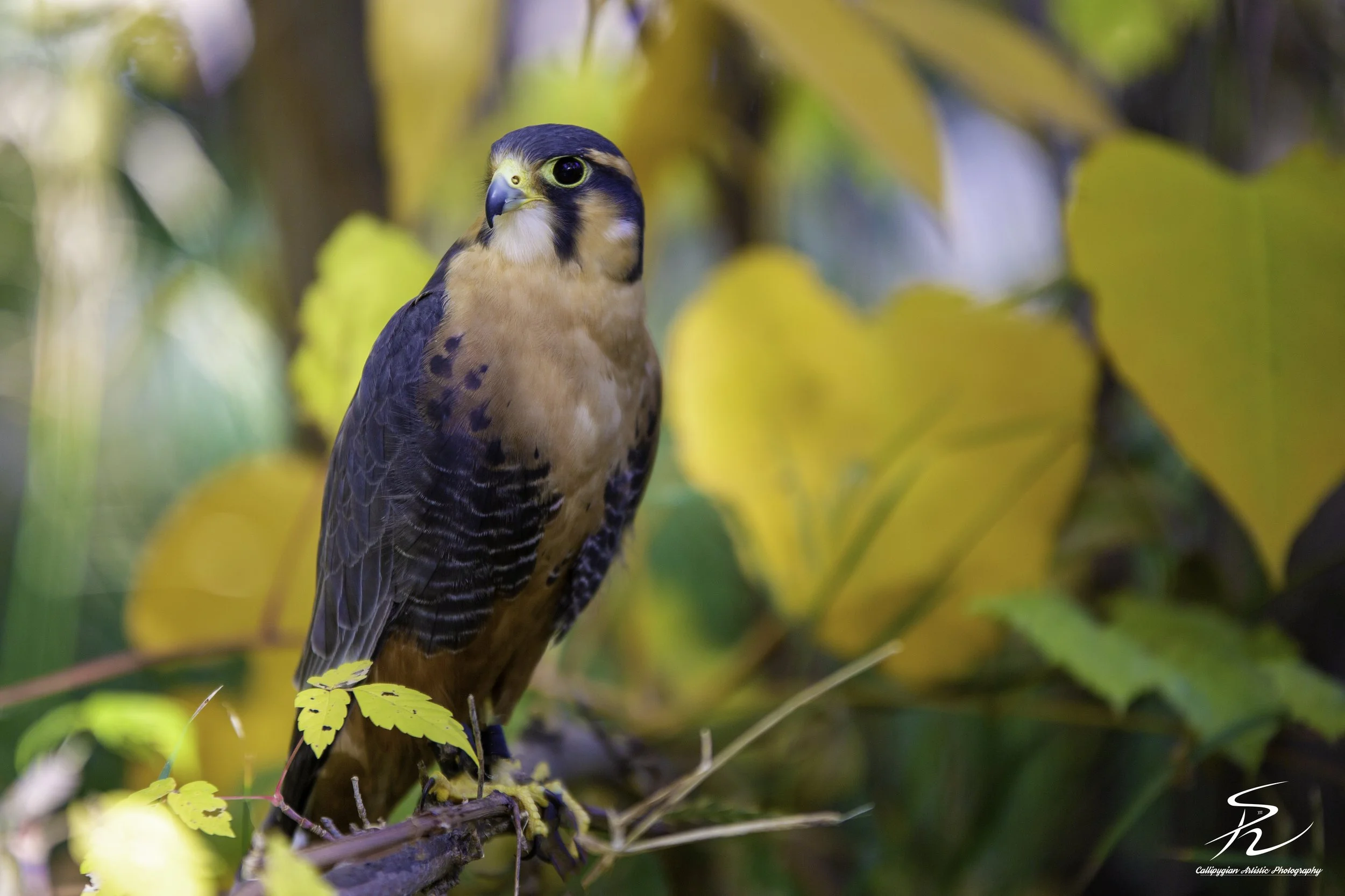 Wild Bird Class Oct 2017-838-Edit.jpg