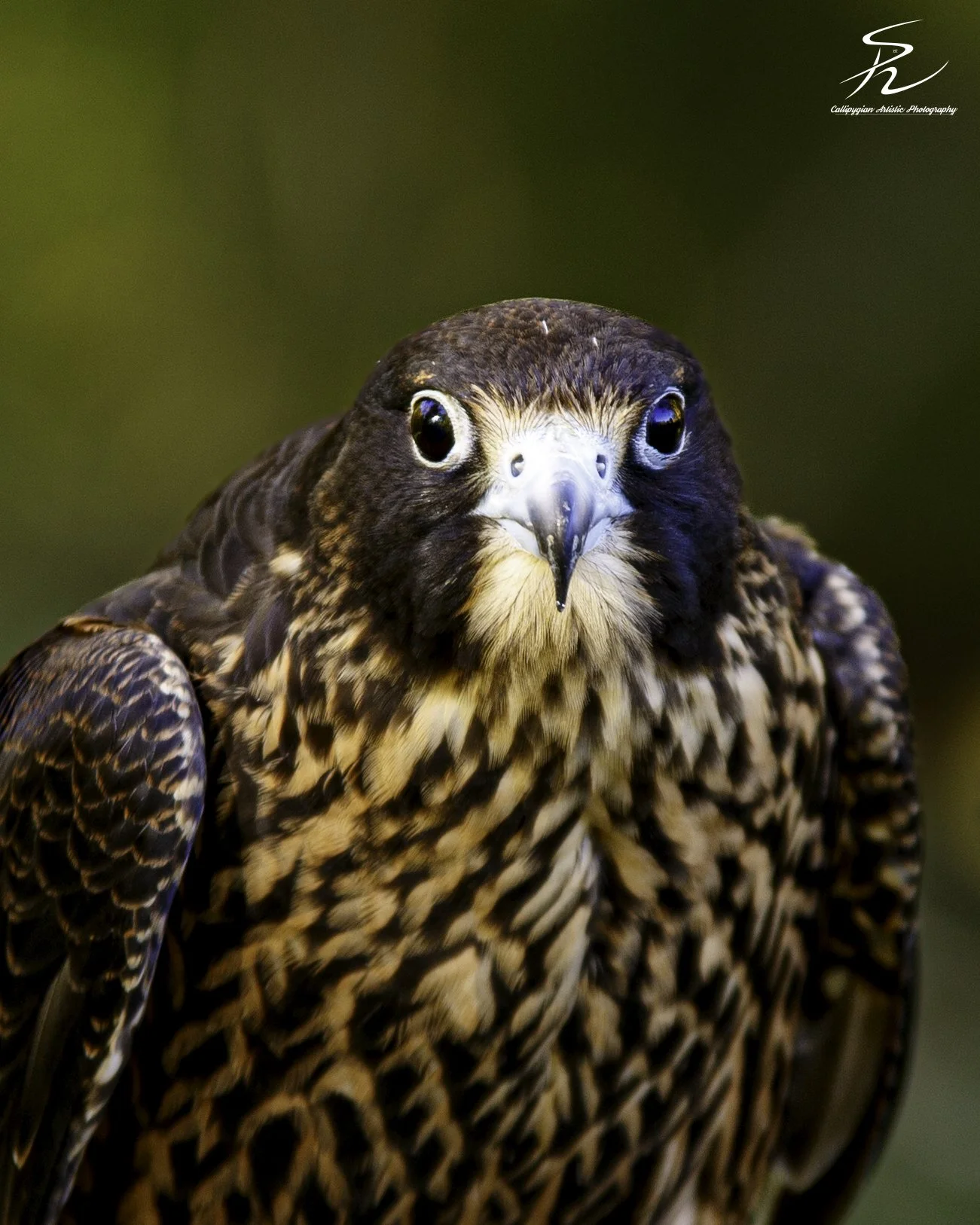 Wild Bird Class Oct 2017-1652.jpg