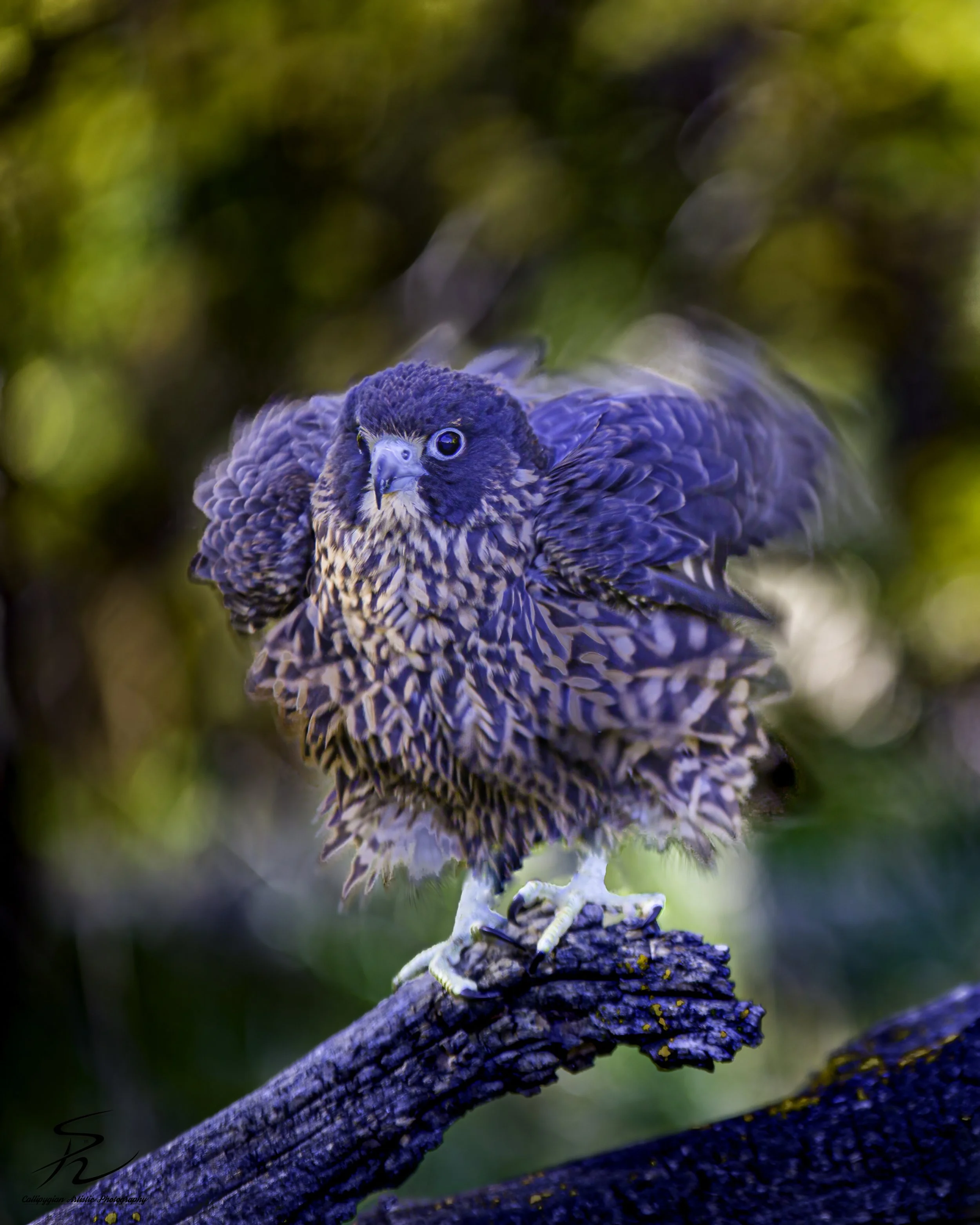 Wild Bird Class Oct 2017-1762-Edit-Edit-Edit-Edit.jpg