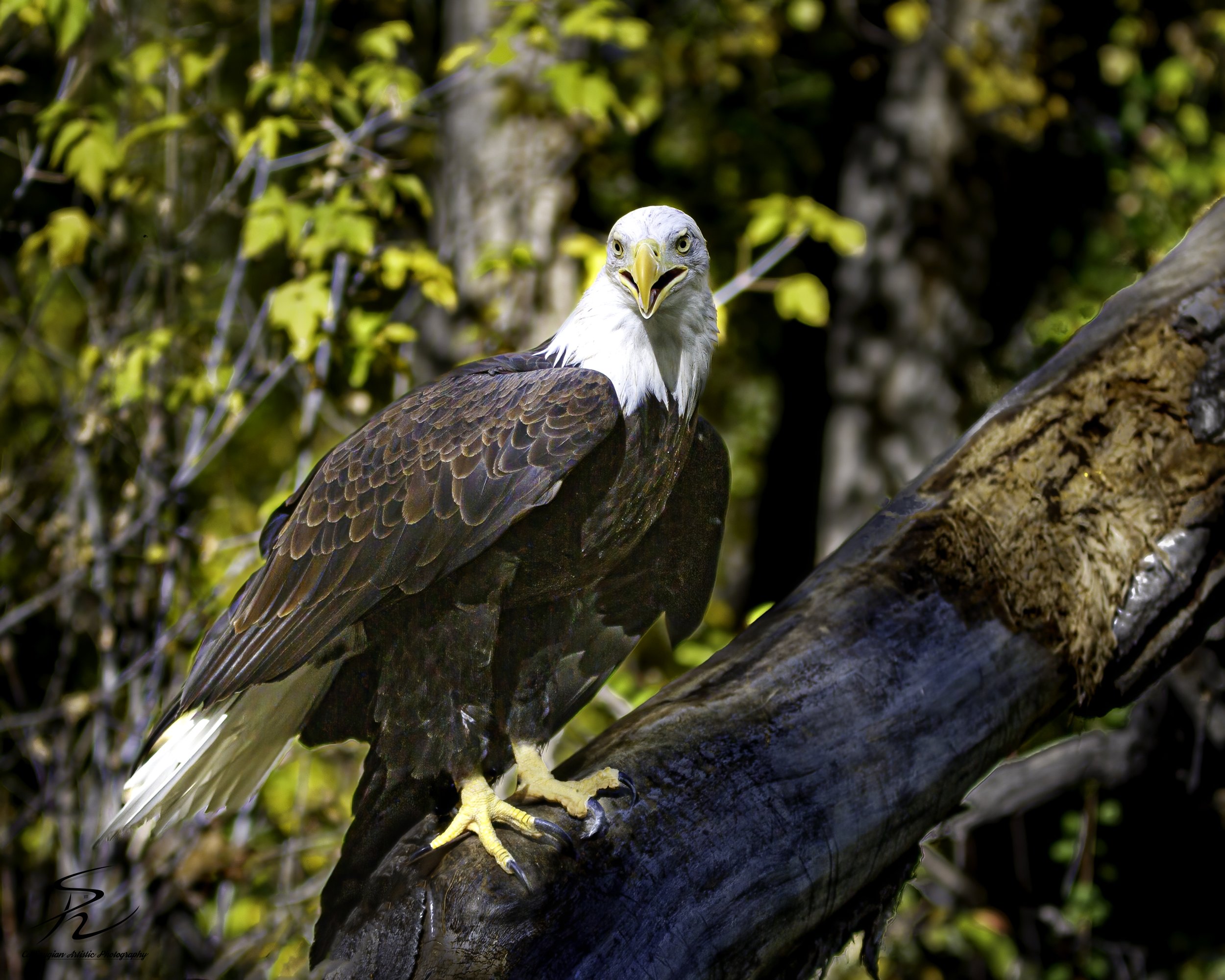 Wild Bird Class Oct 2017-1787-Edit.jpg