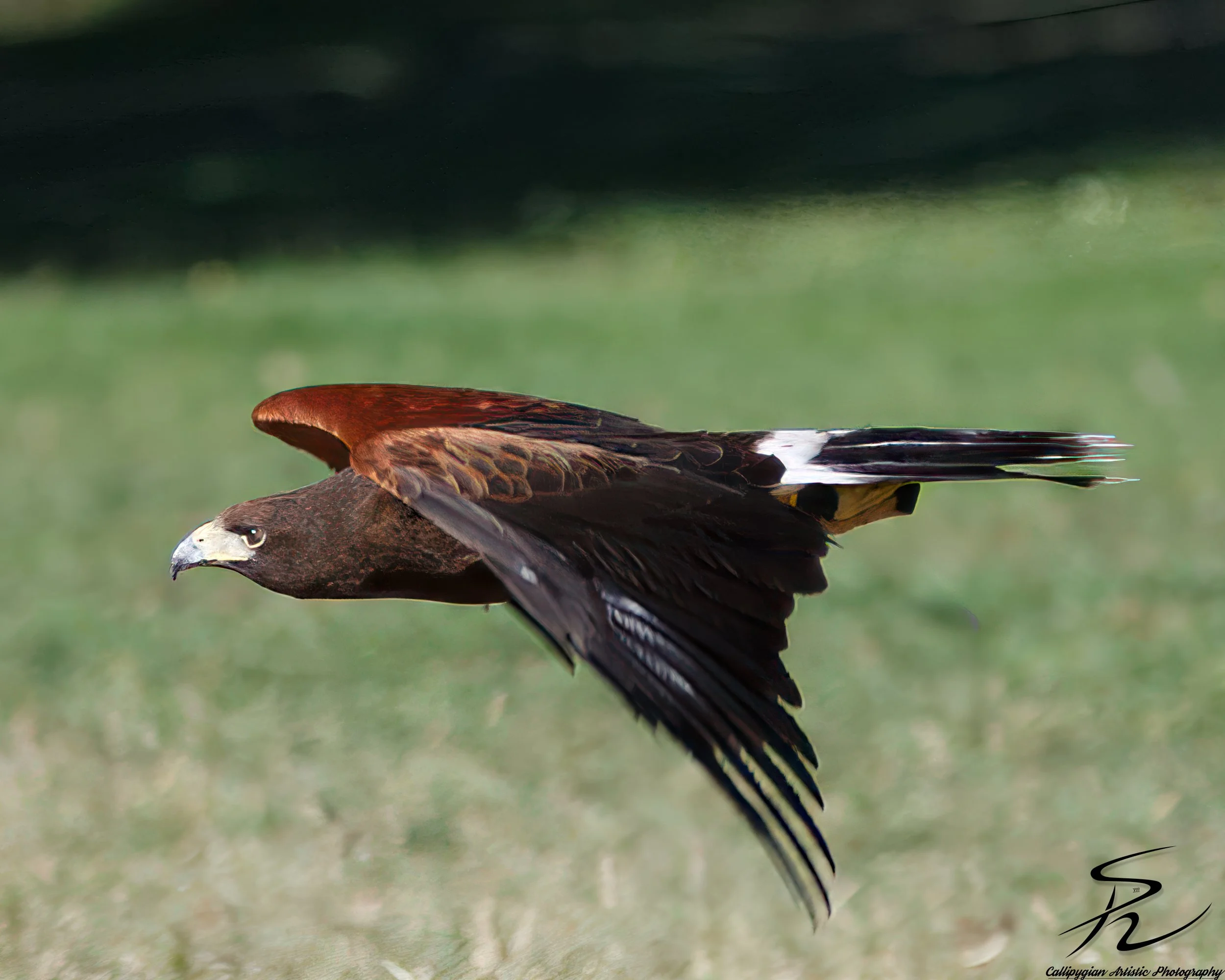 Wild Bird Class Oct 2017-2002-Edit.jpg