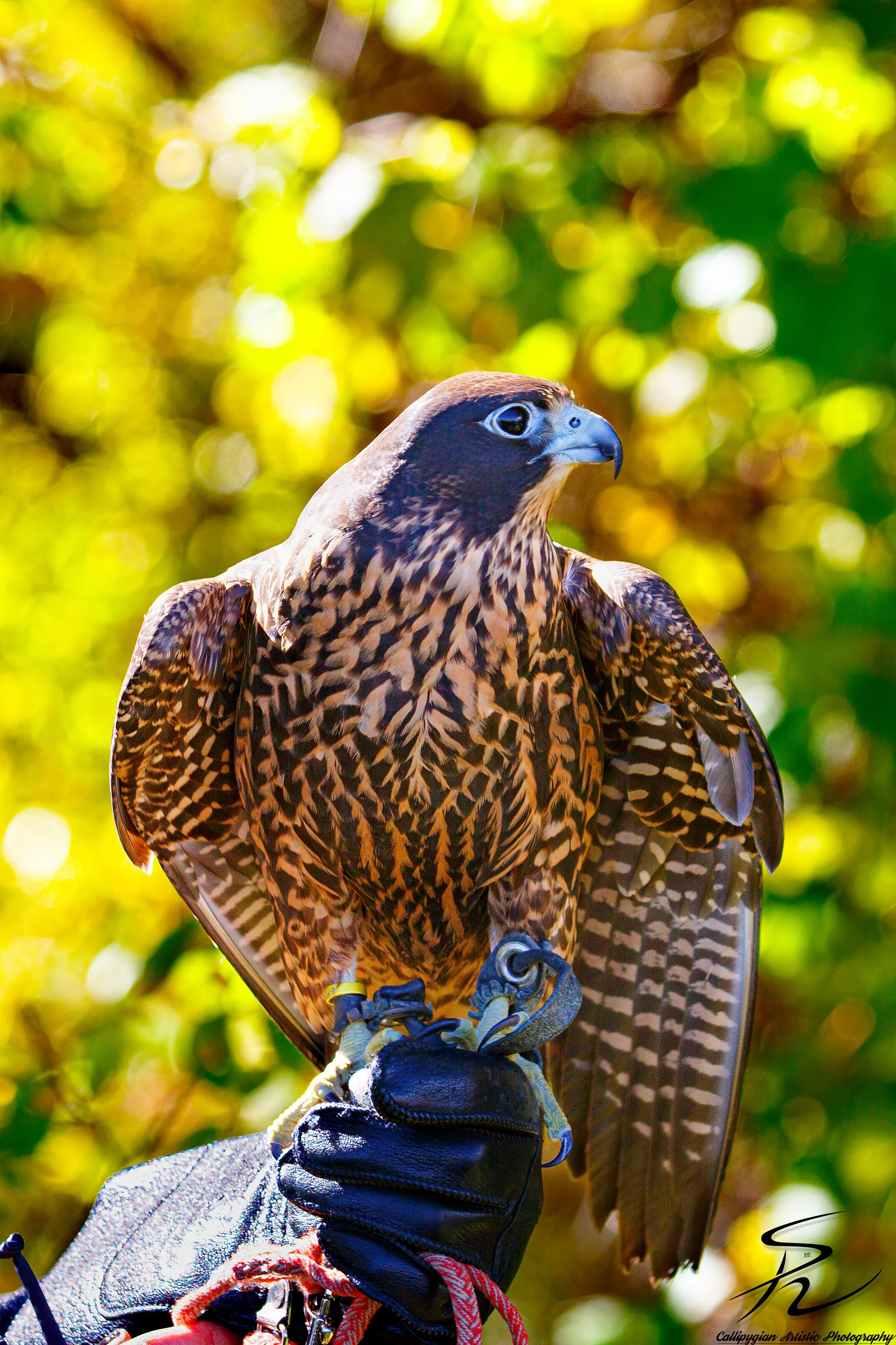 Wild Bird Class Oct 2017-2291-Edit.jpg