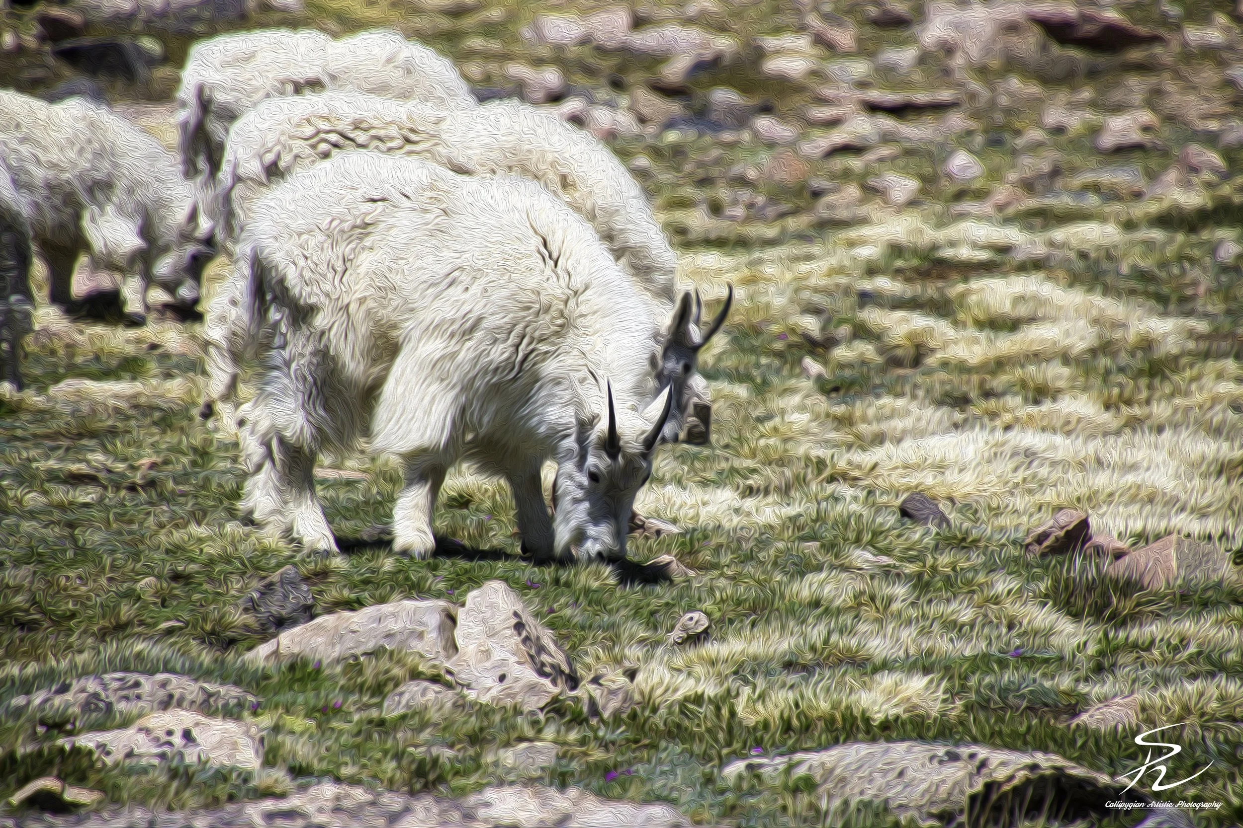 Mt. Evans  June 19, 2016  0005-Edit.jpg