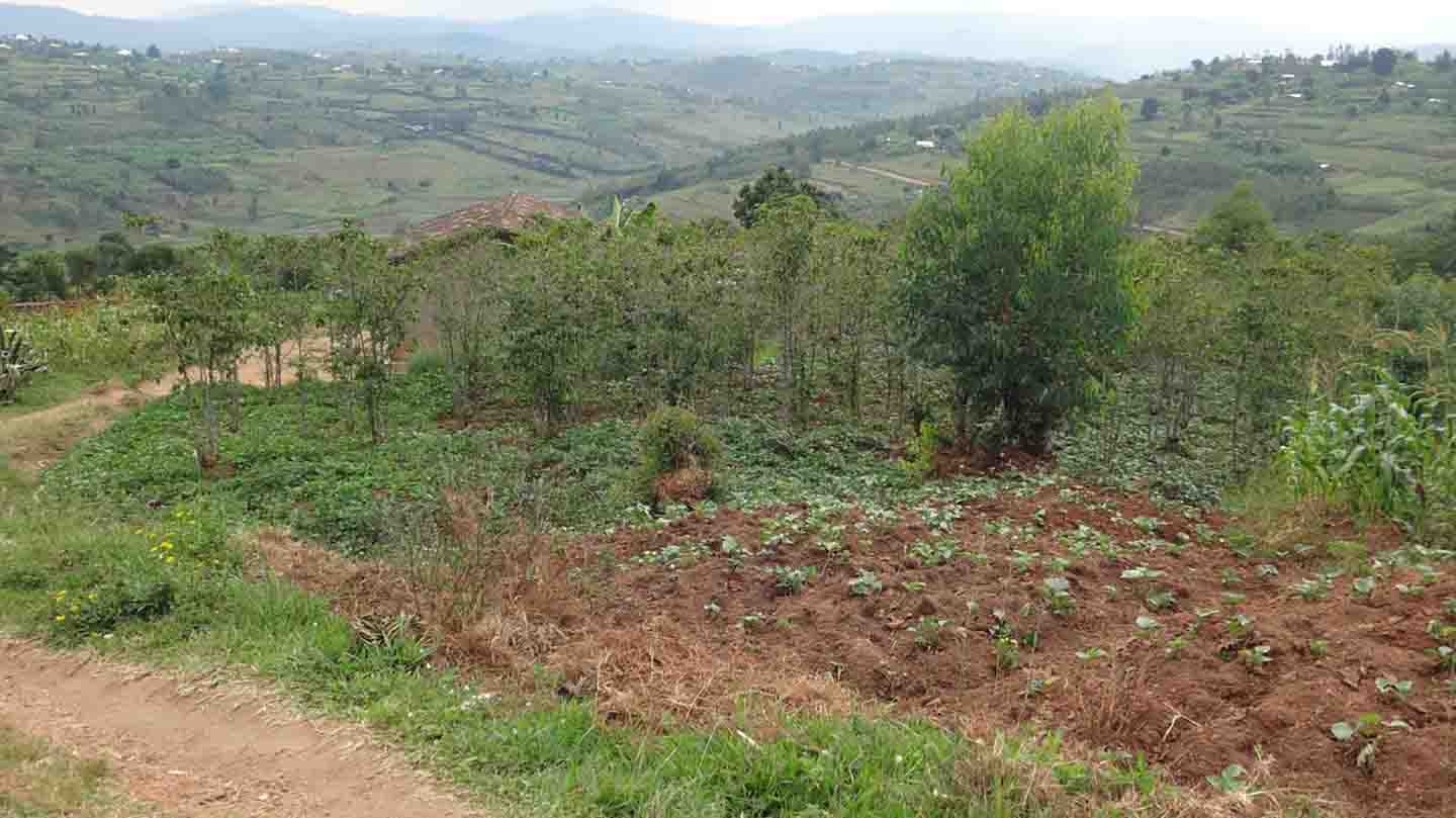 coffee plantations in Rwanda farmers .jpg