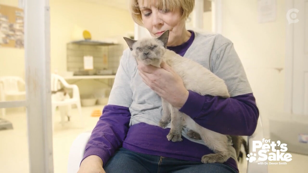 Meet Rose, a blind tabby cat who is searching for a home.