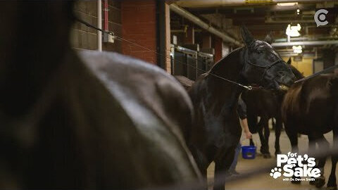 Caisson horses: the 4-legged patriots who honor our American heroes