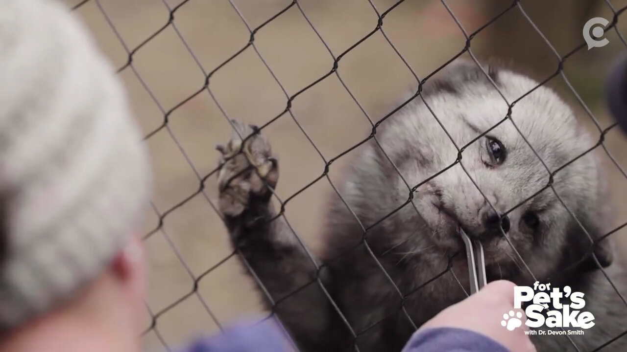 This is how zookeepers safely administer health care to their wild clientele