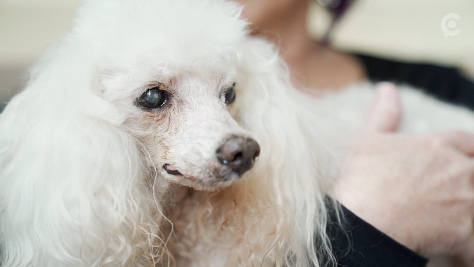 House With A Heart provides a loving forever home for senior cats and dogs in need