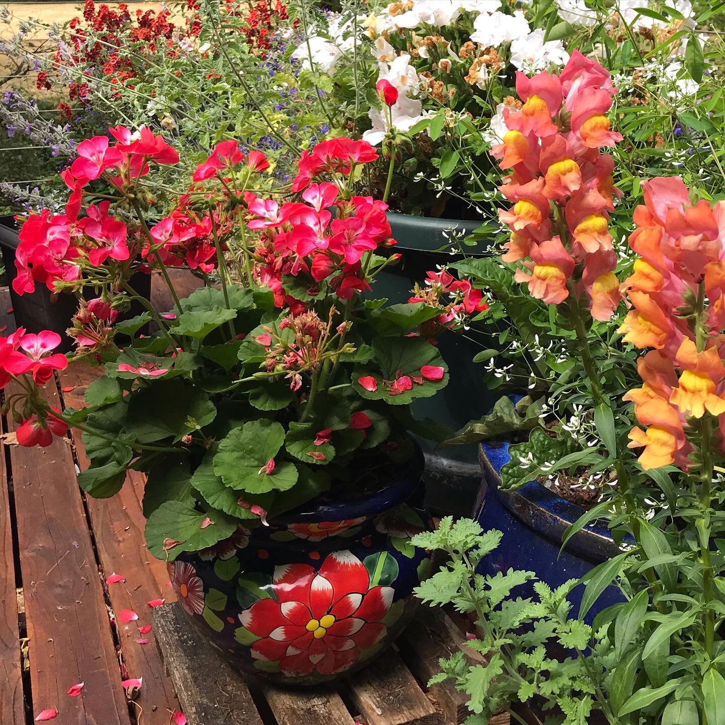 My mother&rsquo;s deck garden is peaking!  I love these red and white flowers in the pot with painted red and white flowers! Artistry comes in many forms ❤️🌺🌞