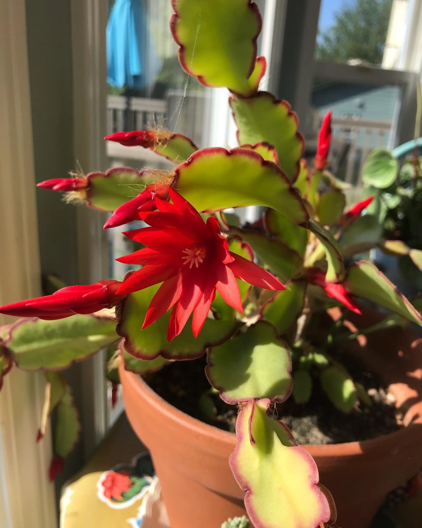 I&rsquo;ve had this cactus 🌵 for at least 6 years and this is the first time it has bloomed! It shares the name Steve with my husband (long story) so I feel like their fates are connected. Steve the human has had a very rough year so I&rsquo;m glad 