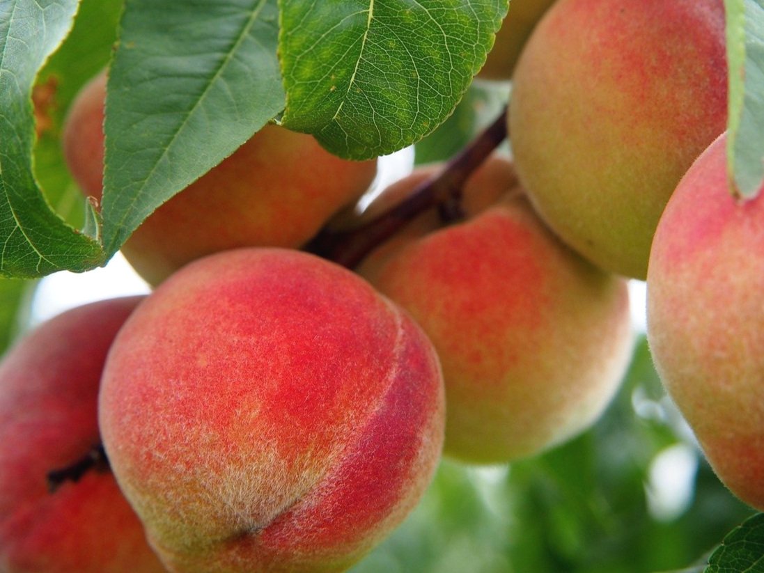 Bosc Pear — Montana Fruit Tree Company