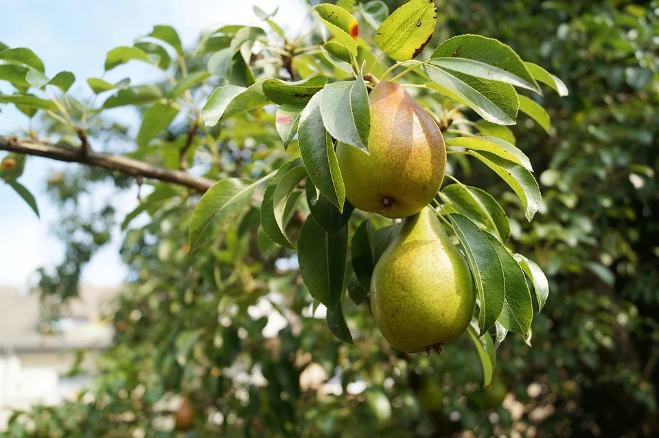 Beurré d'Anjou Pear — Montana Fruit Tree Company
