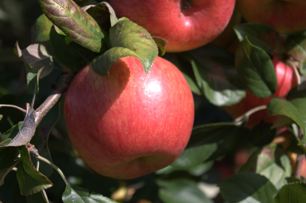 Honeycrisp Apples - Organic Honeycrisp Apples - Washington Fruit