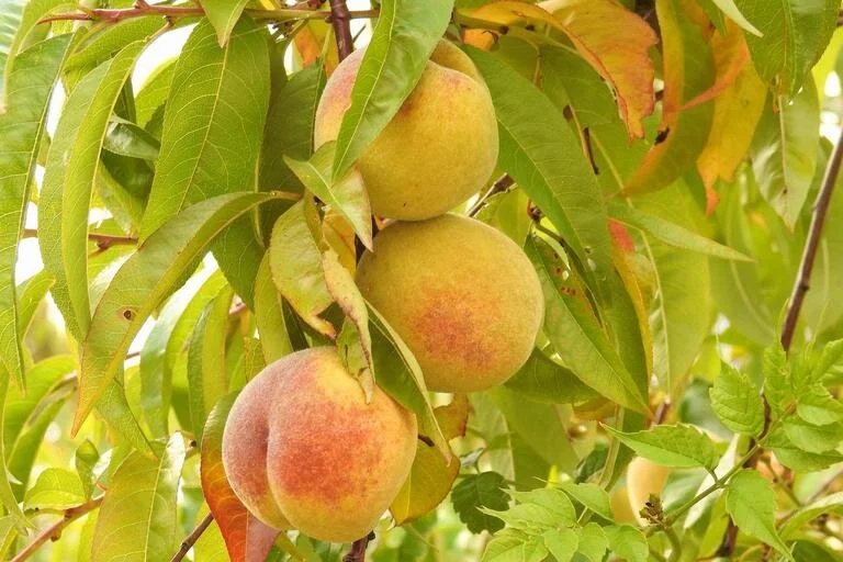 Peach Trees — Montana Fruit Tree Company
