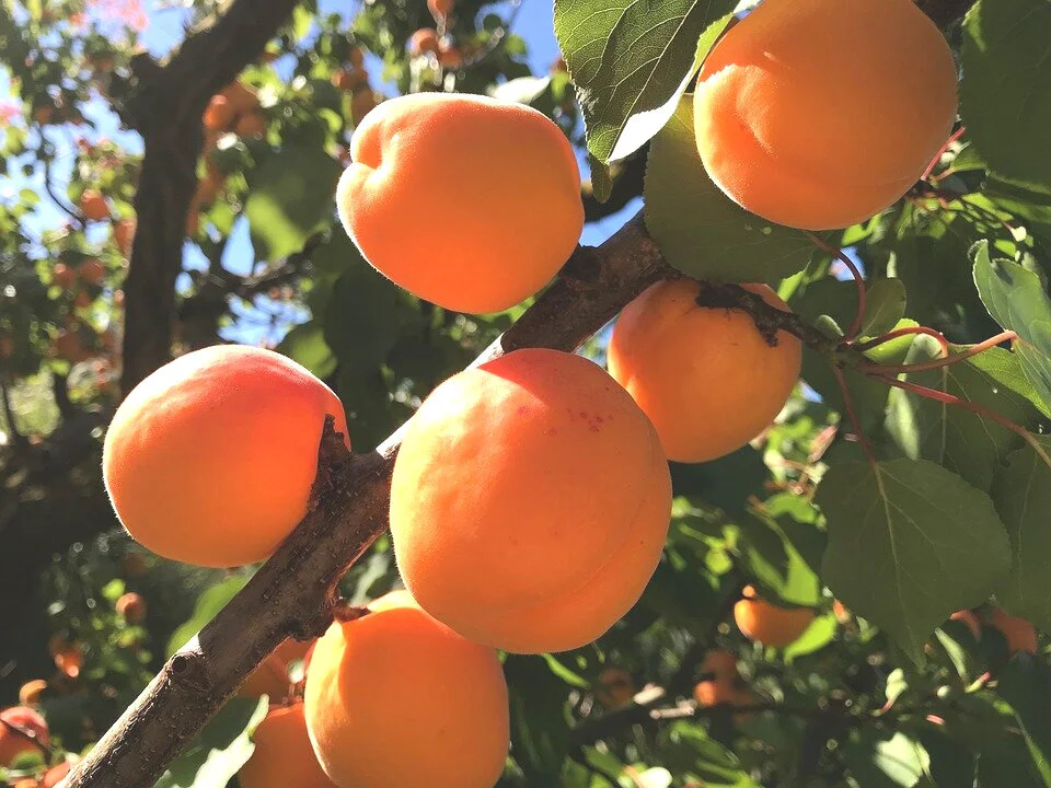Apricot Trees — Montana Fruit Tree Company