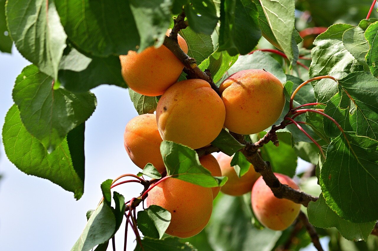 Wholesale fruit trees motnana saplings
